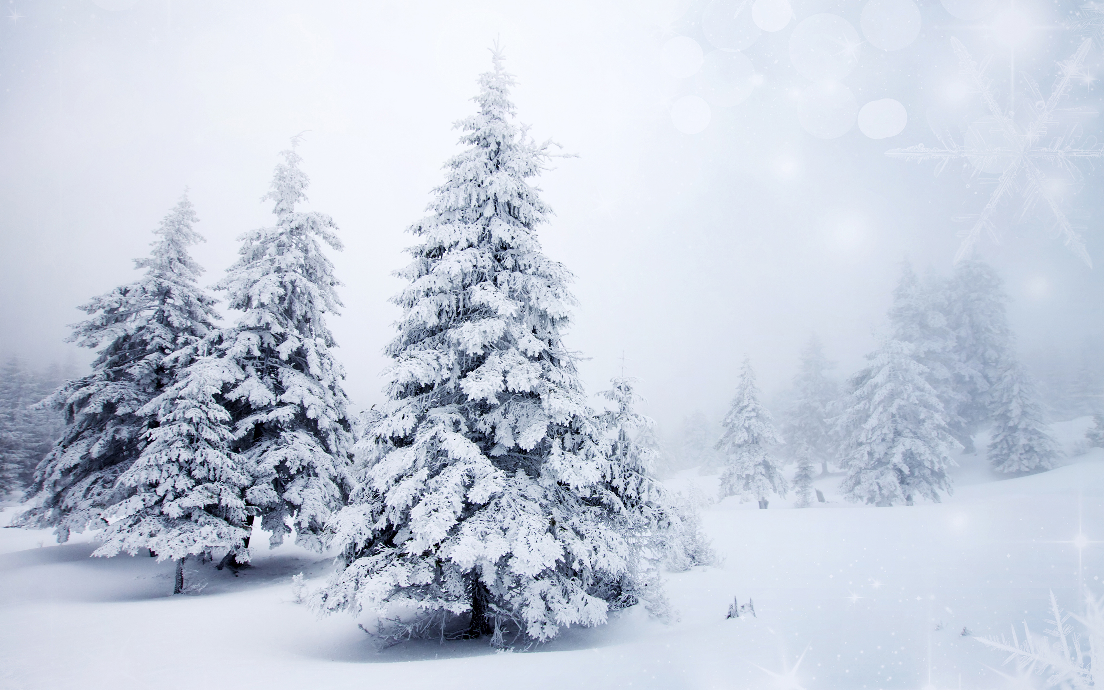 White Tree Snow Wallpapers