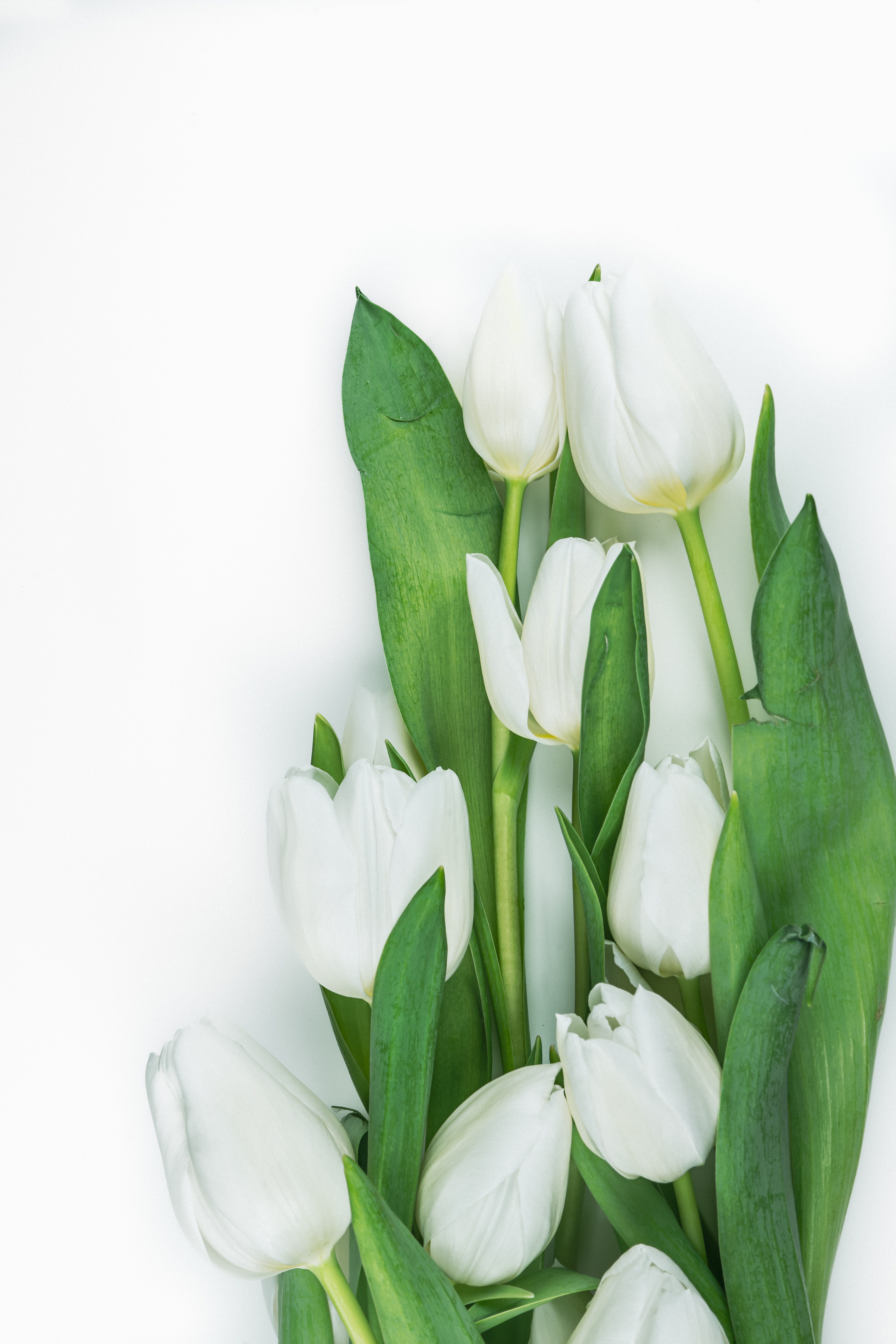 White Tulips Wallpapers