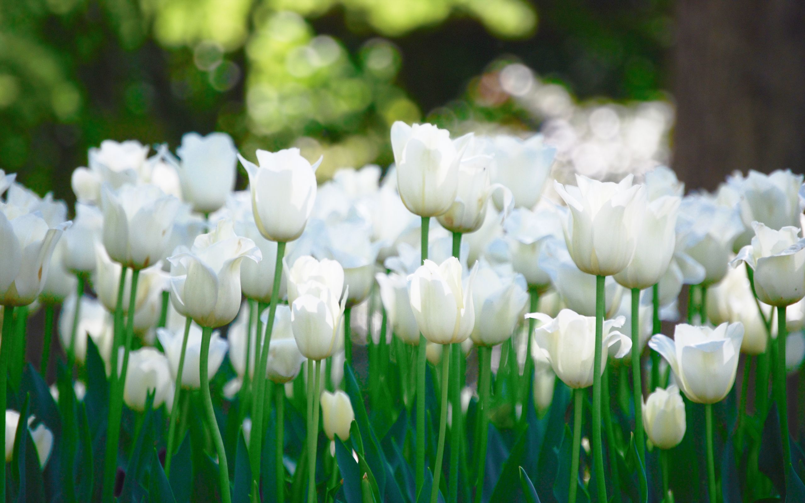 White Tulips Wallpapers