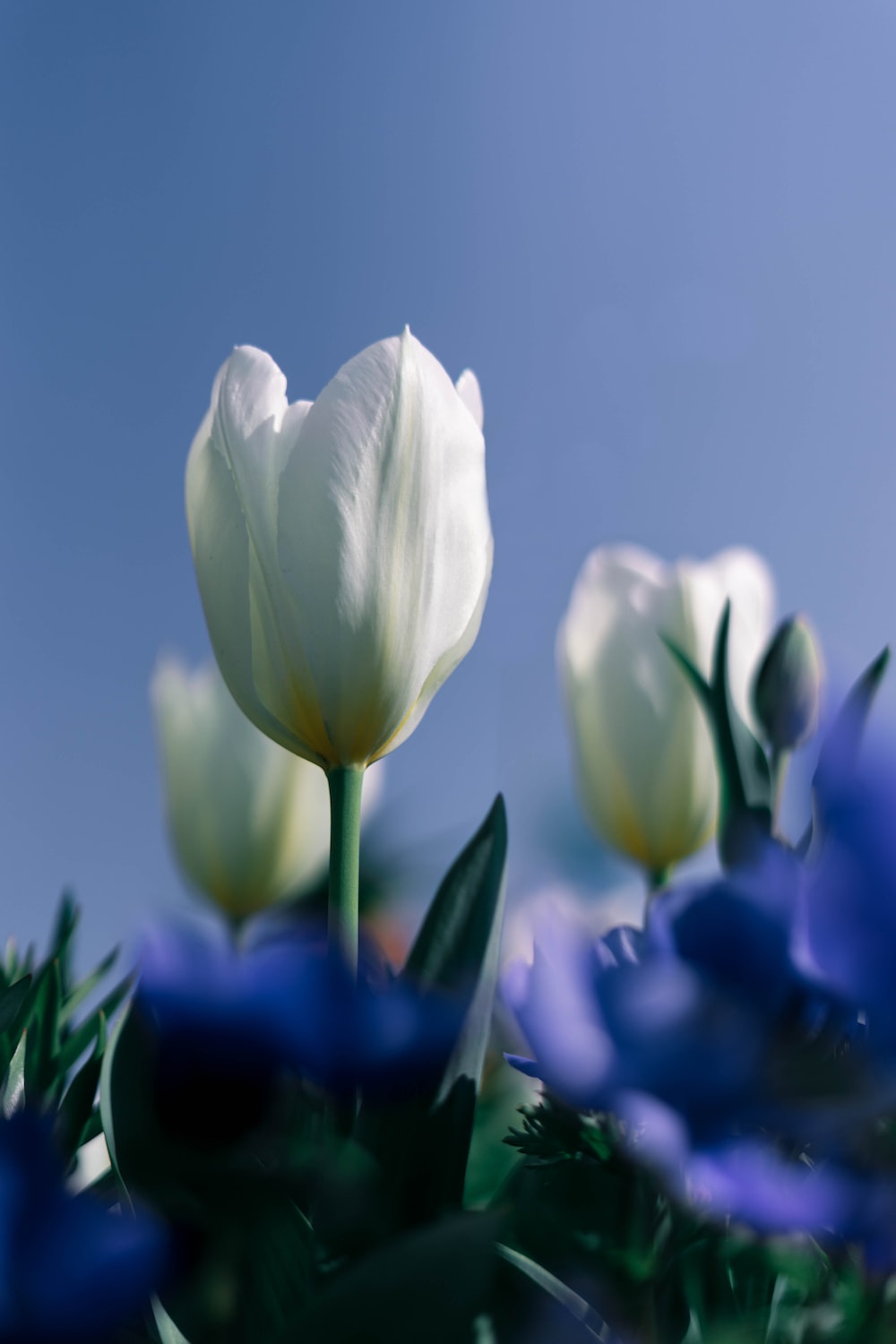 White Tulips Wallpapers