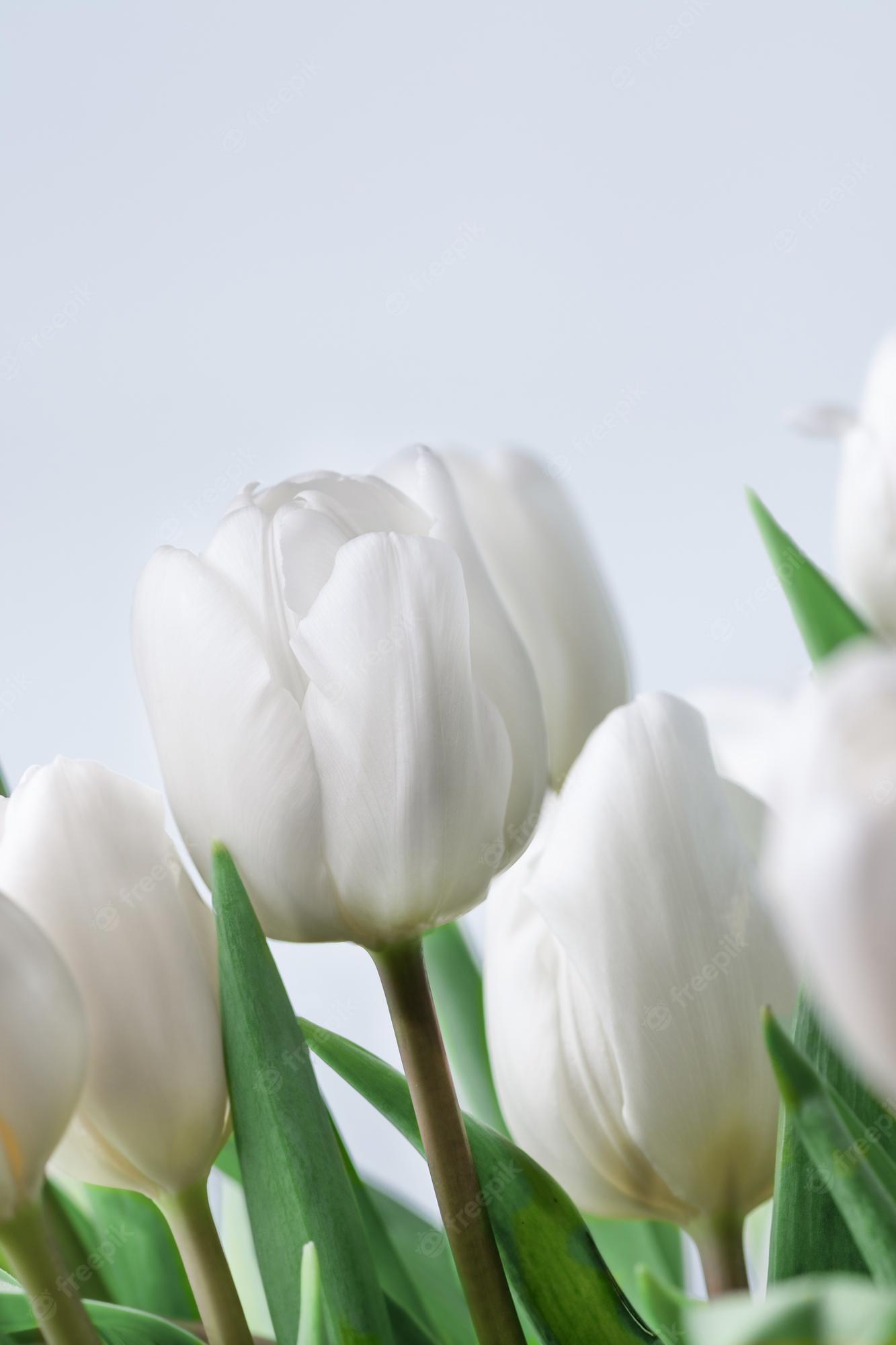 White Tulips Wallpapers