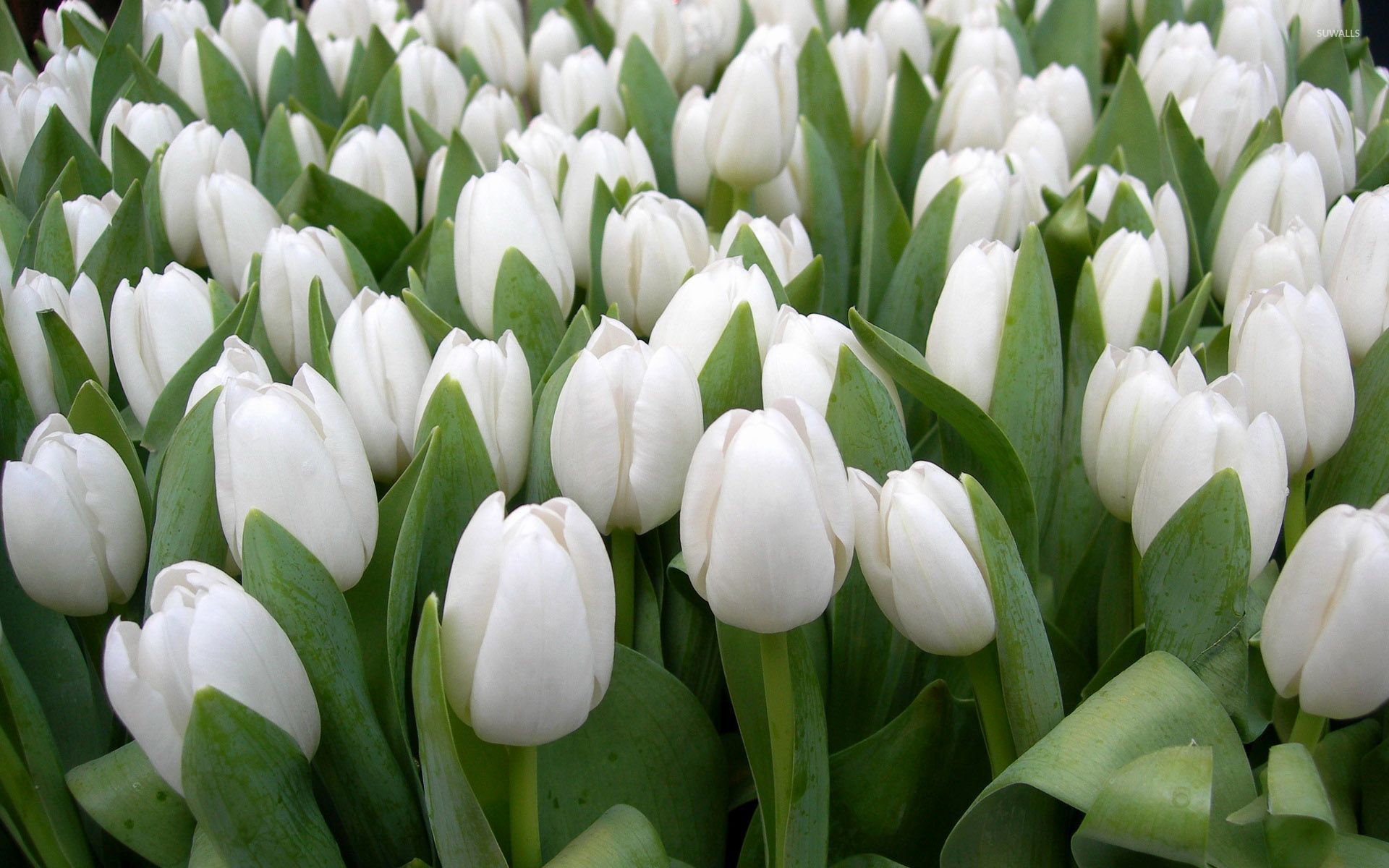 White Tulips Wallpapers