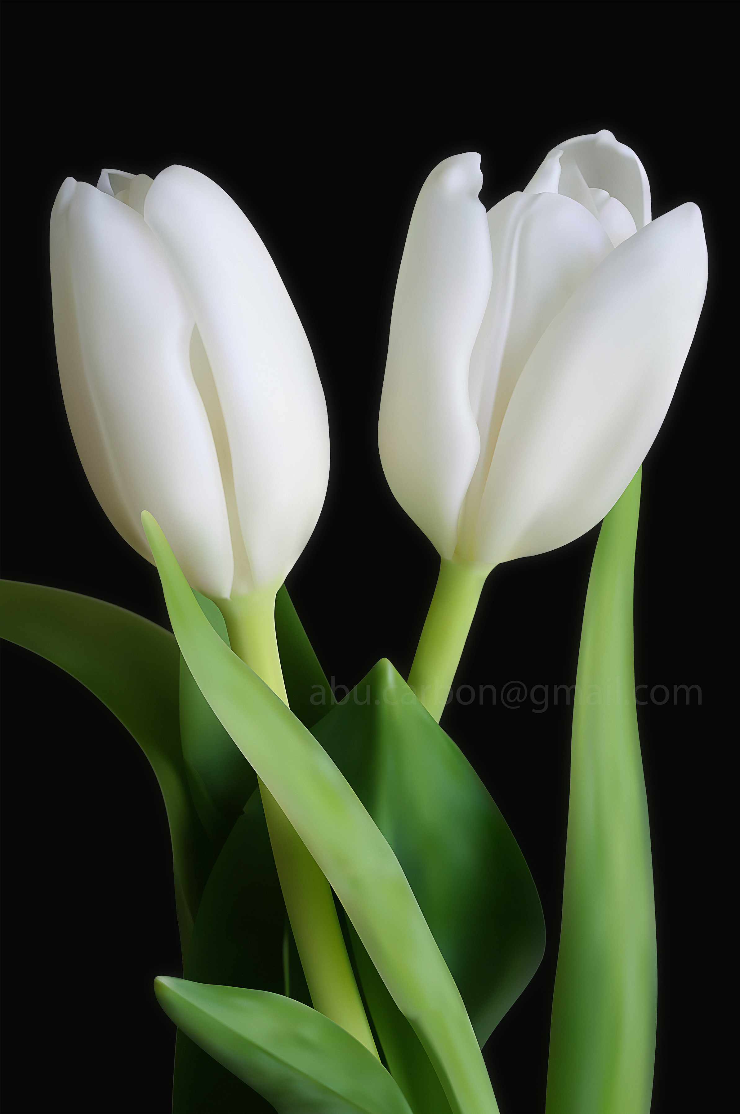 White Tulips Wallpapers