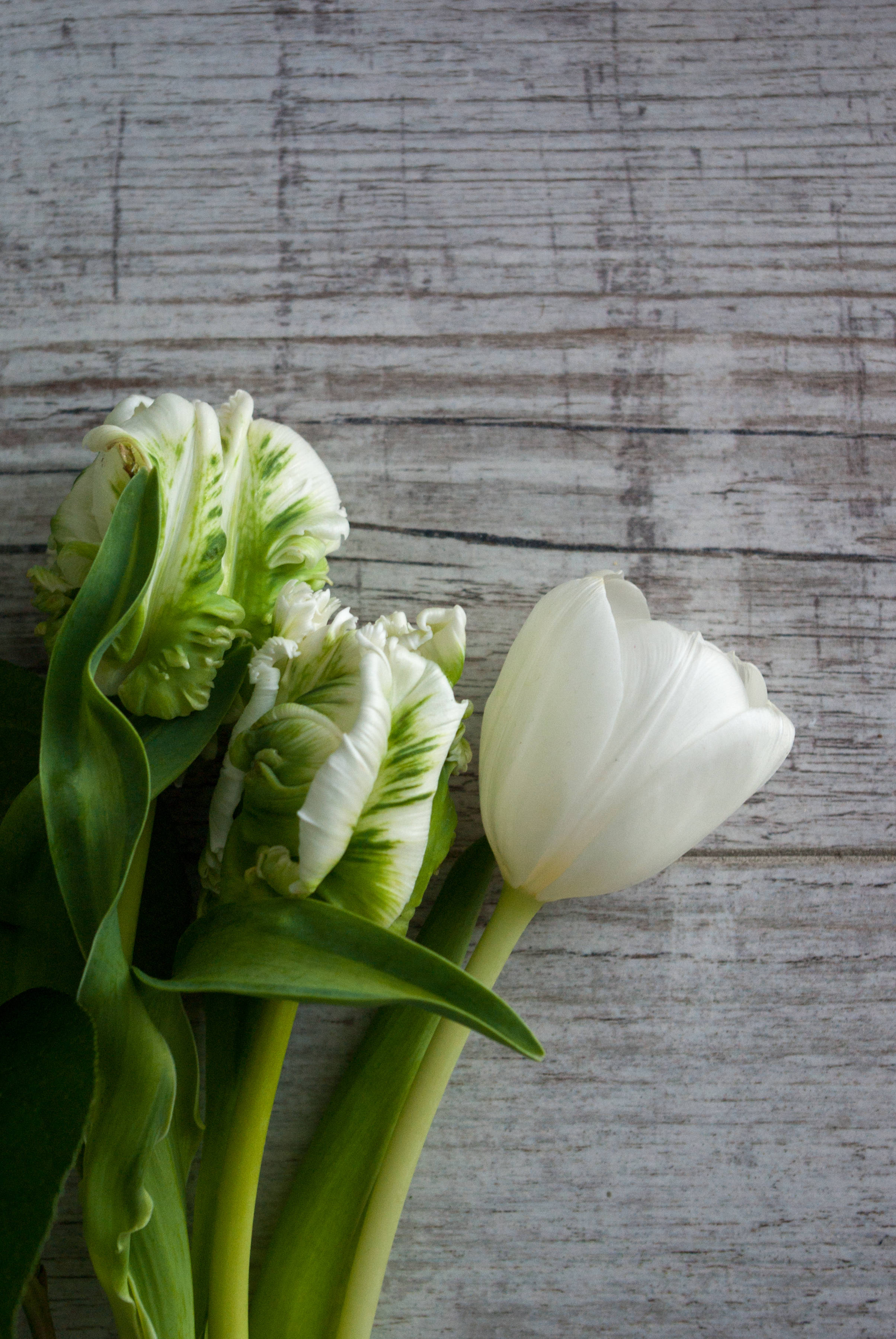 White Tulips Wallpapers