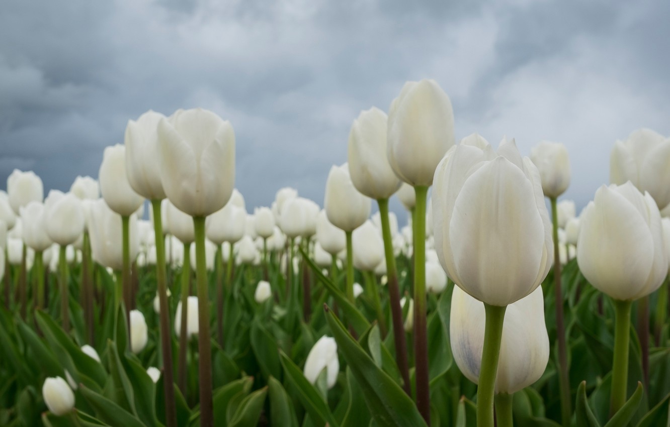 White Tulips Wallpapers