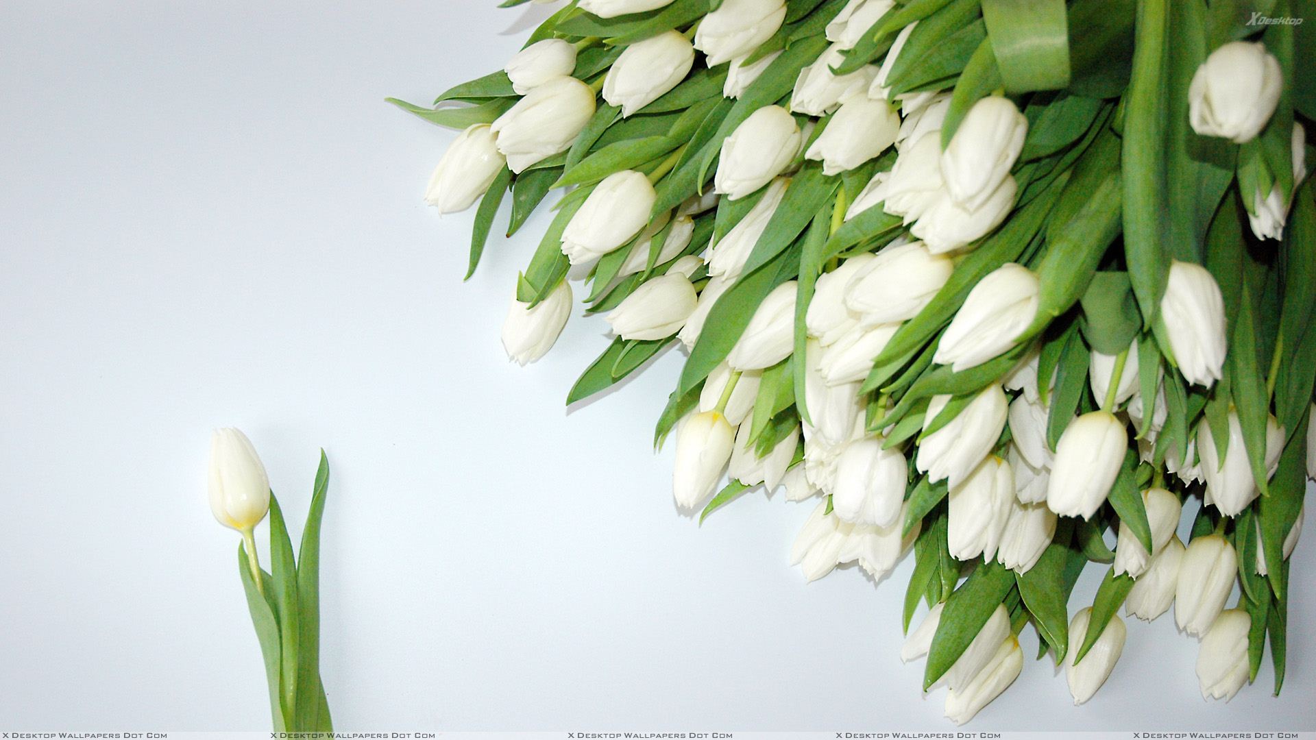 White Tulips Wallpapers