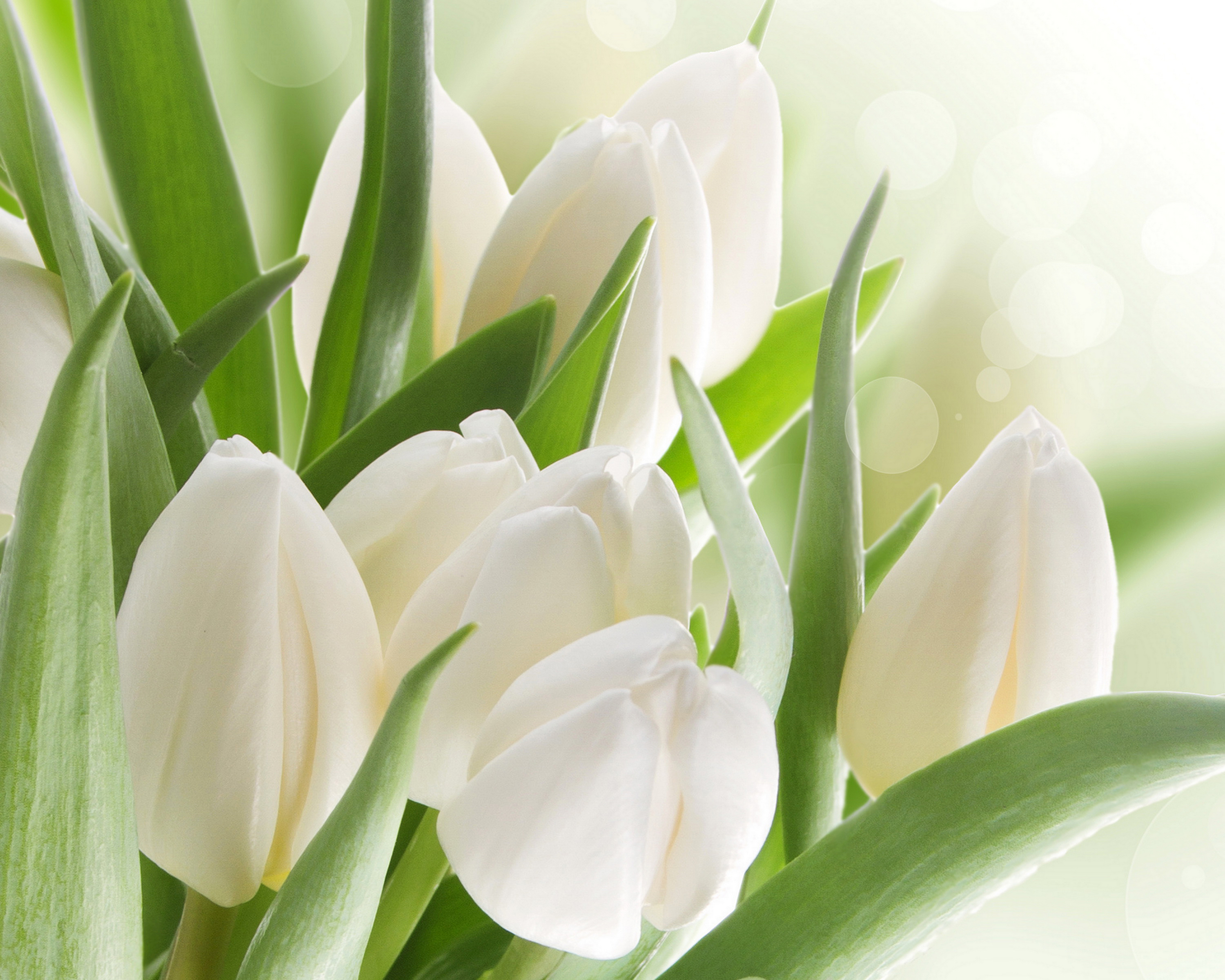 White Tulips Wallpapers