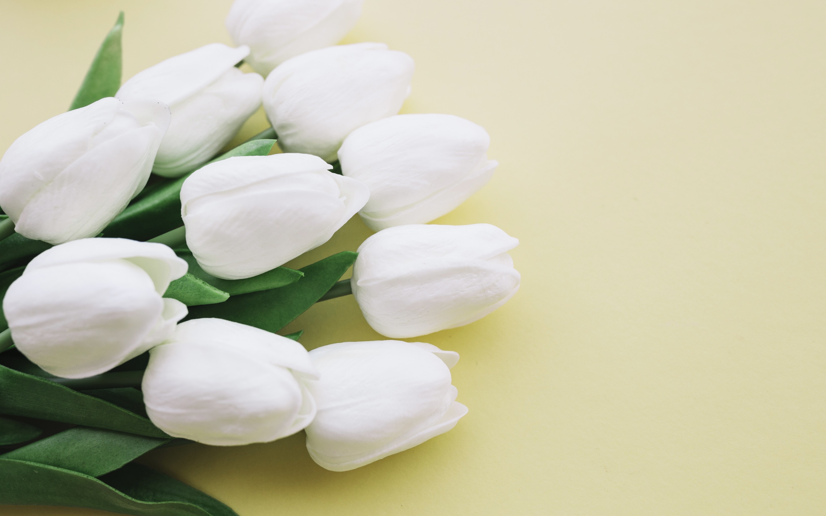 White Tulips Wallpapers