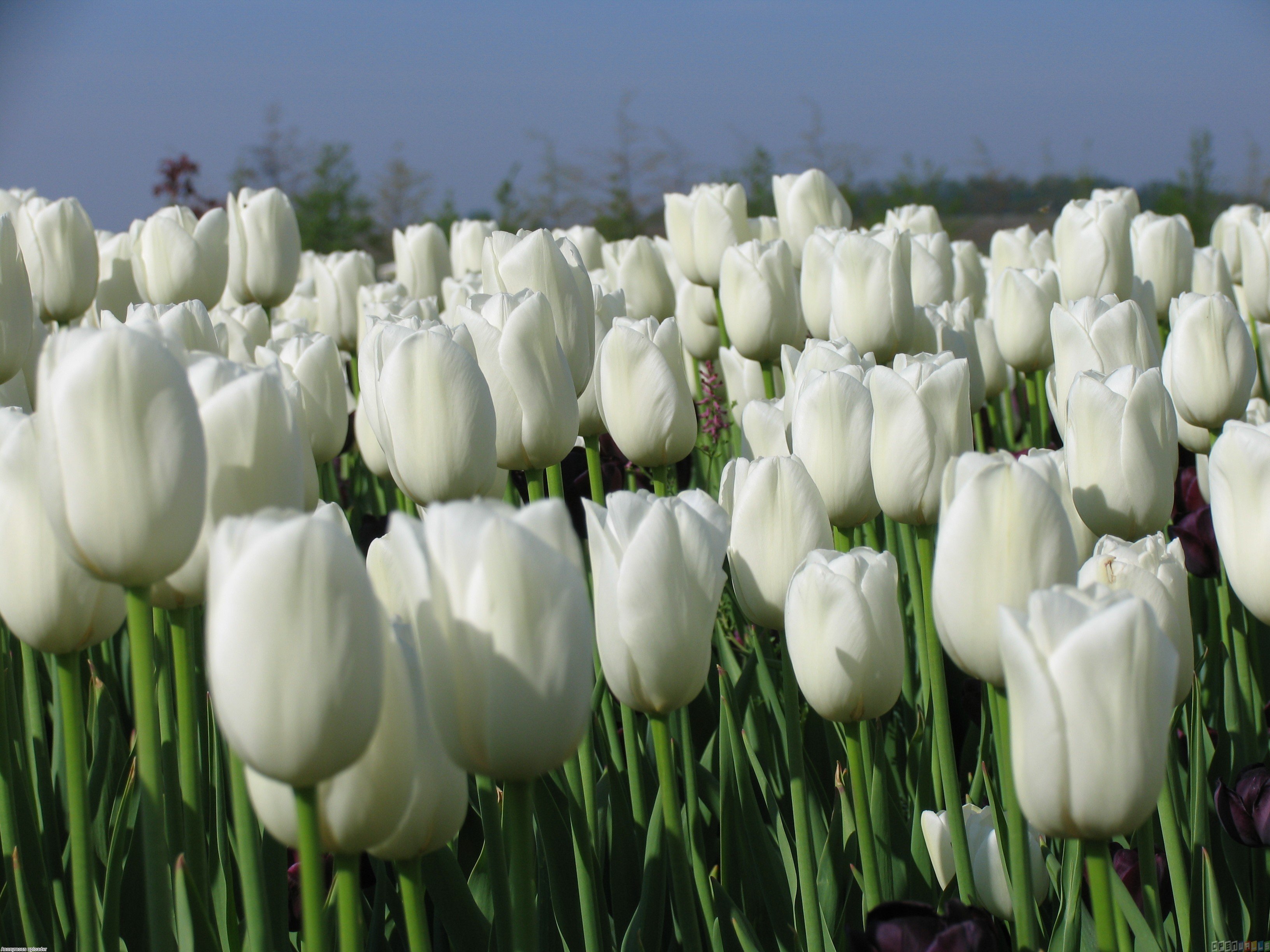 White Tulips Wallpapers