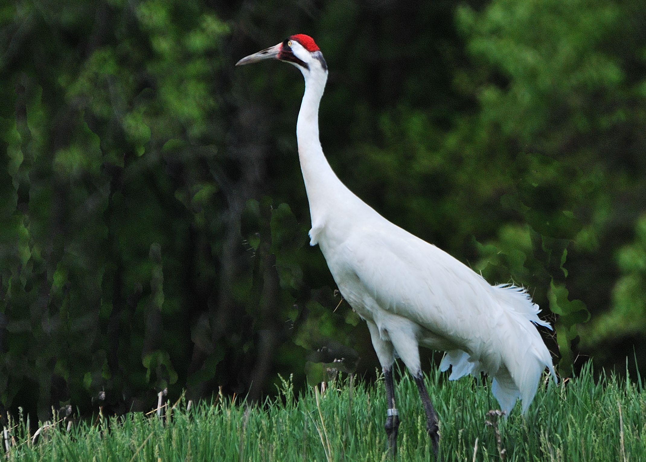 Whooping Crane Pictures Wallpapers