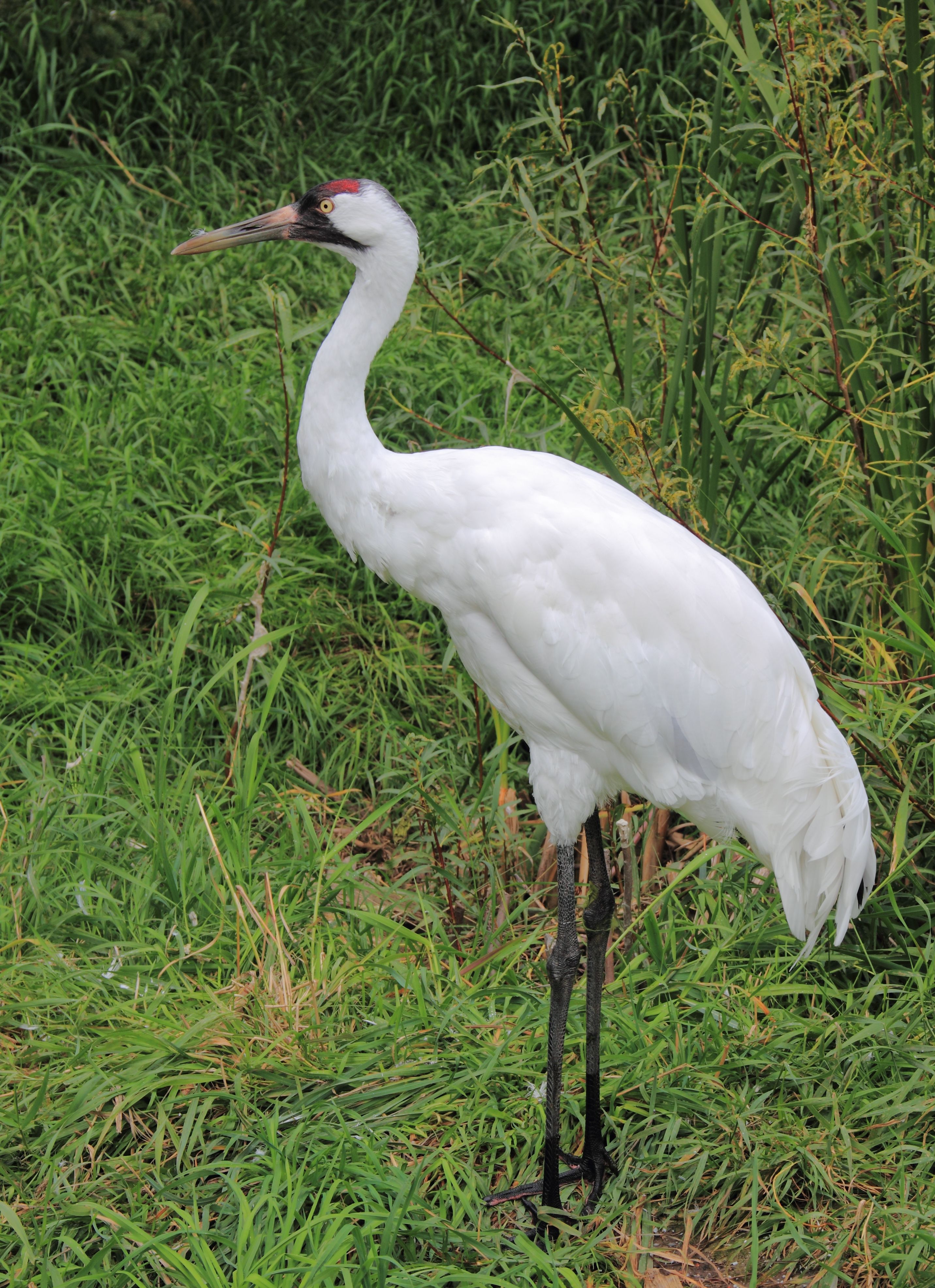 Whooping Crane Pictures Wallpapers