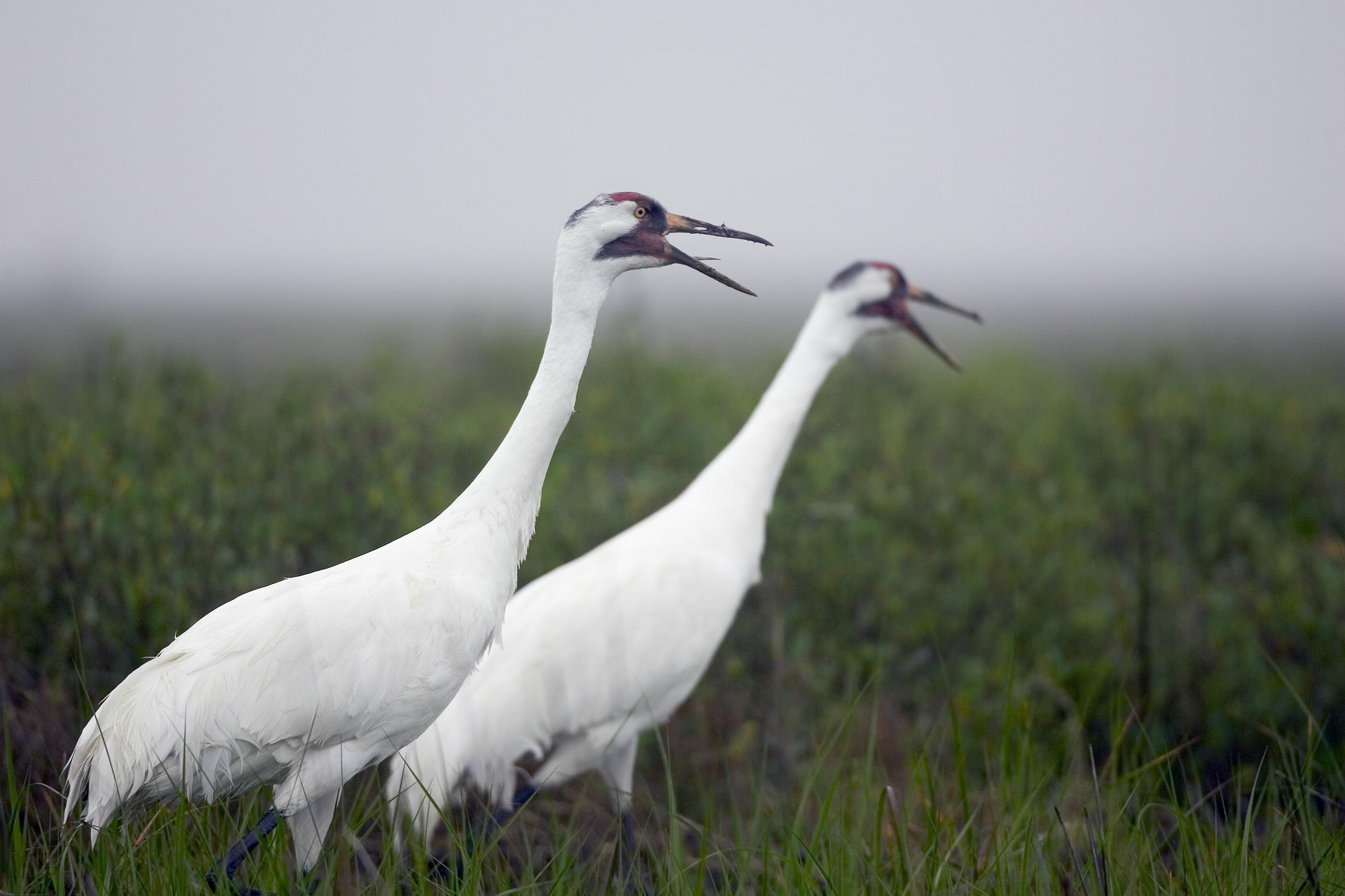 Whooping Crane Pictures Wallpapers