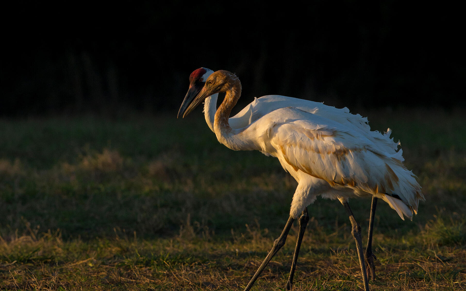 Whooping Crane Pictures Wallpapers