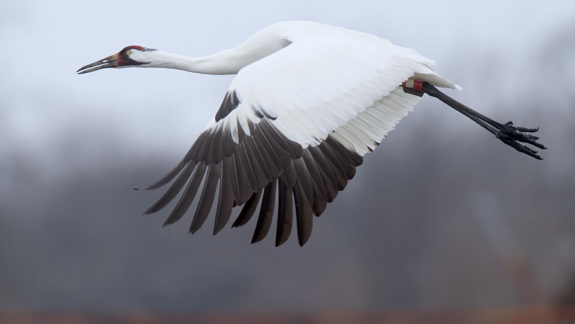 Whooping Crane Pictures Wallpapers