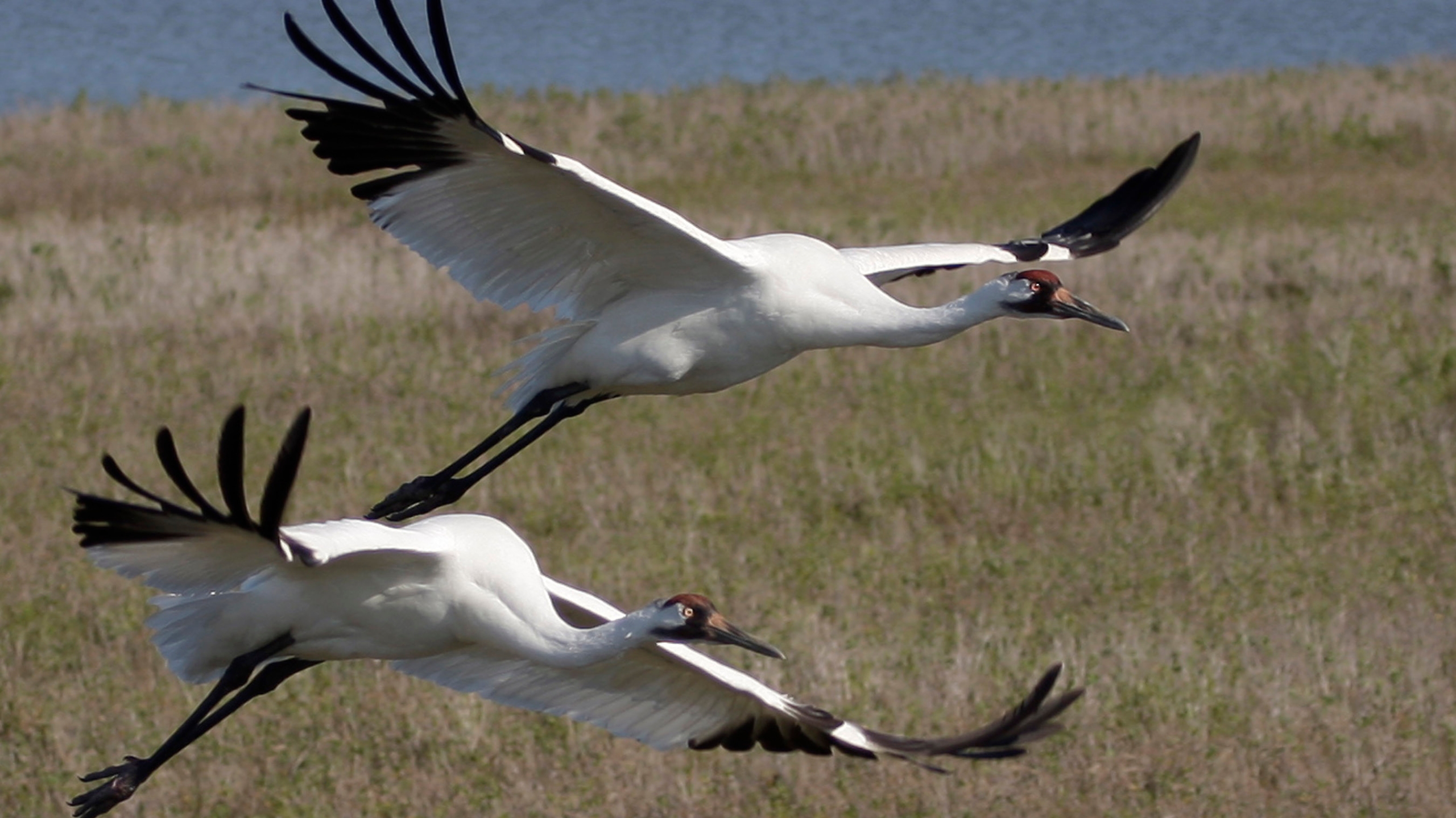 Whooping Crane Pictures Wallpapers