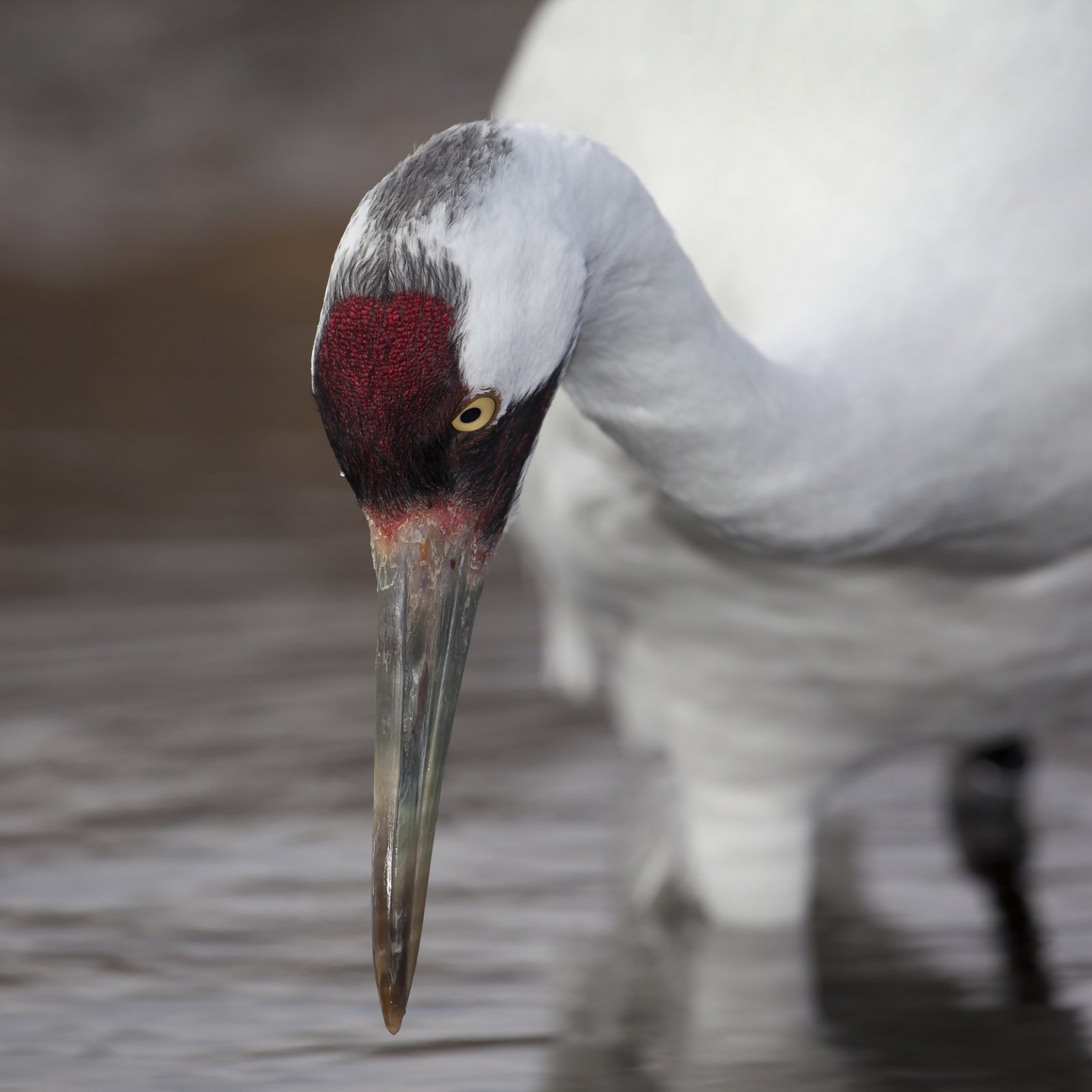 Whooping Crane Pictures Wallpapers