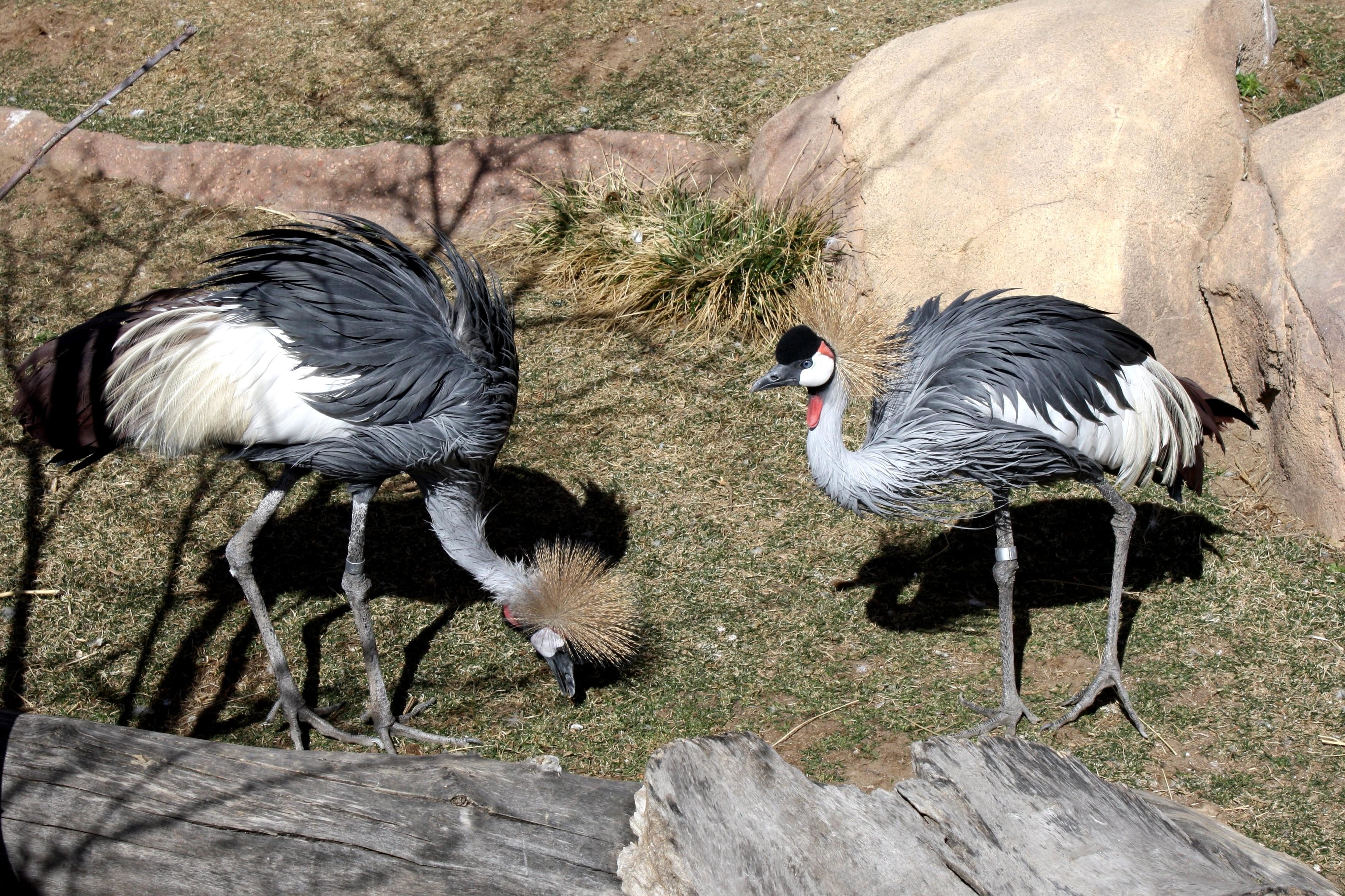 Whooping Crane Pictures Wallpapers