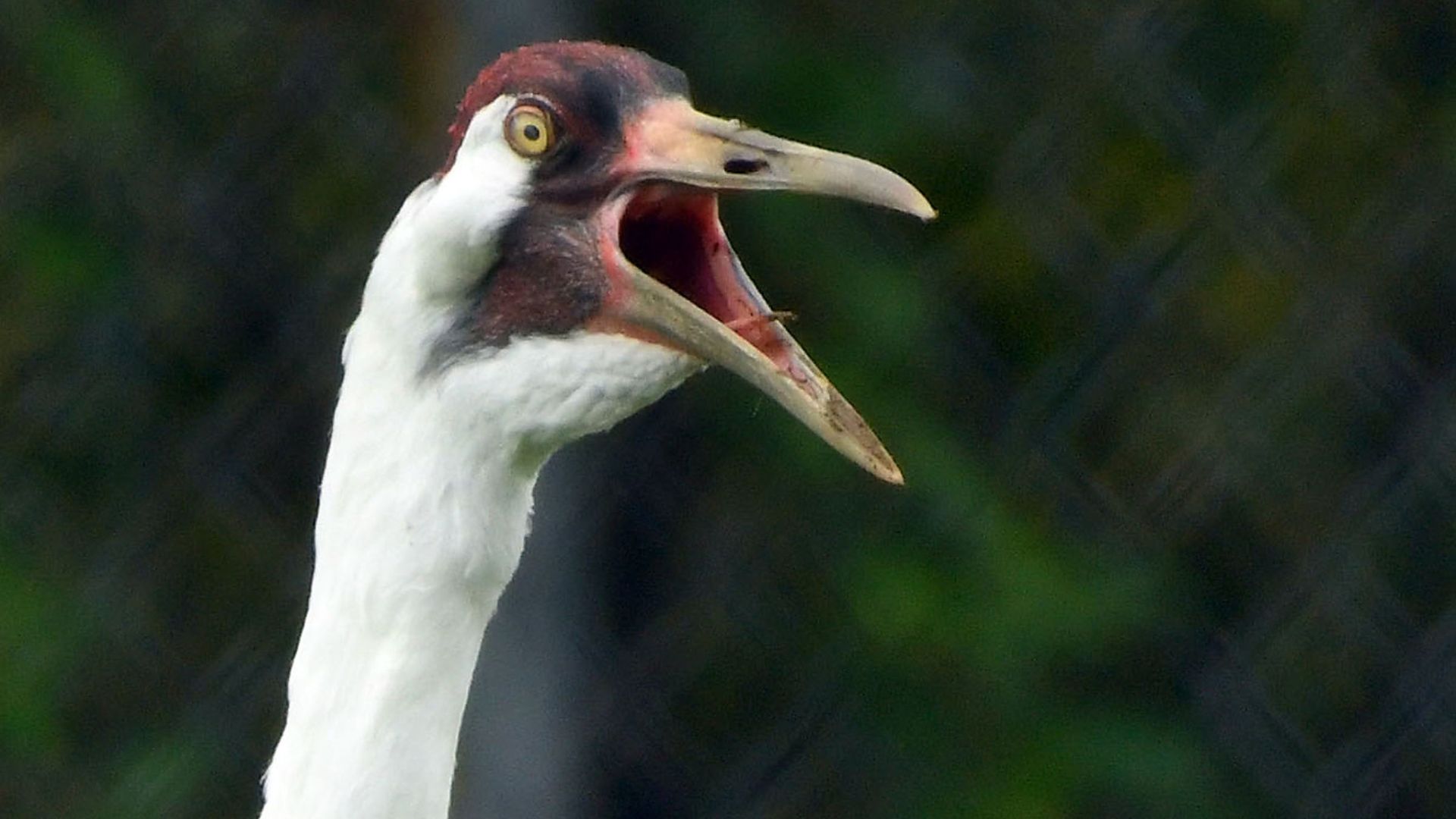 Whooping Crane Pictures Wallpapers