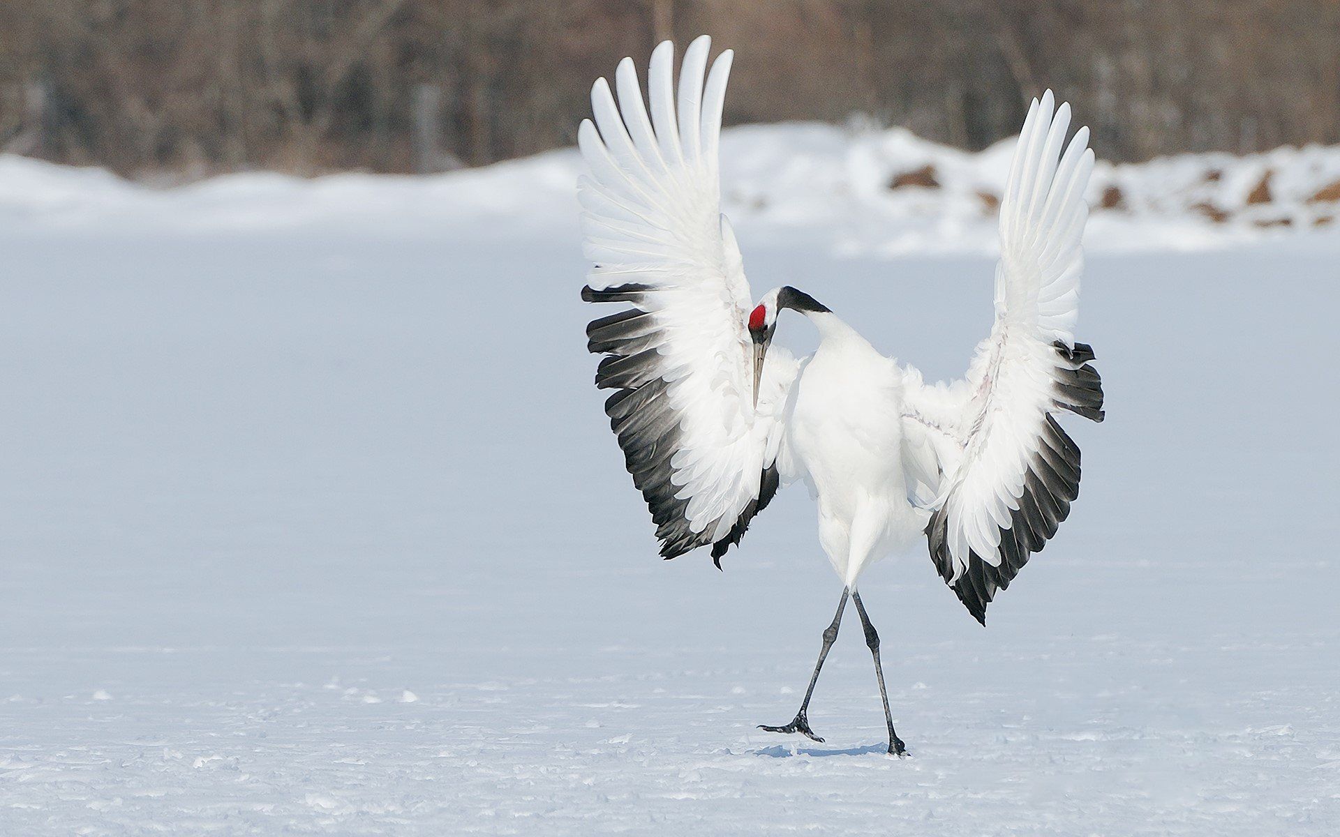 Whooping Crane Pictures Wallpapers