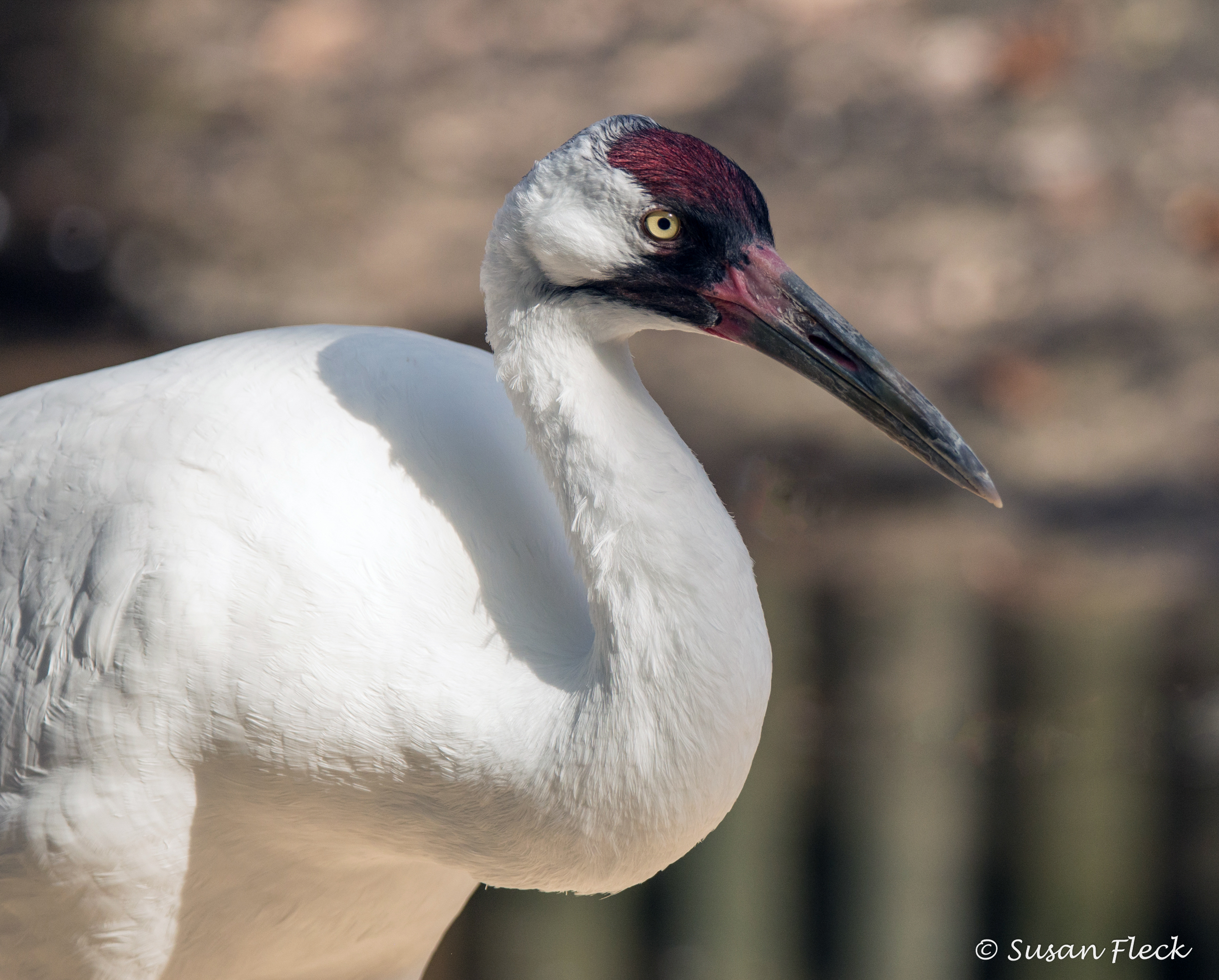 Whooping Crane Pictures Wallpapers