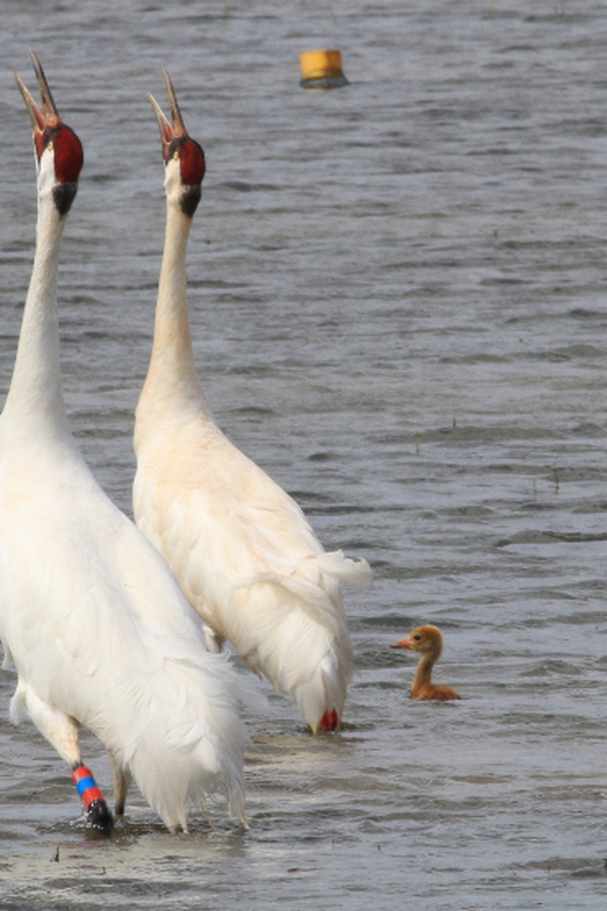 Whooping Crane Pictures Wallpapers