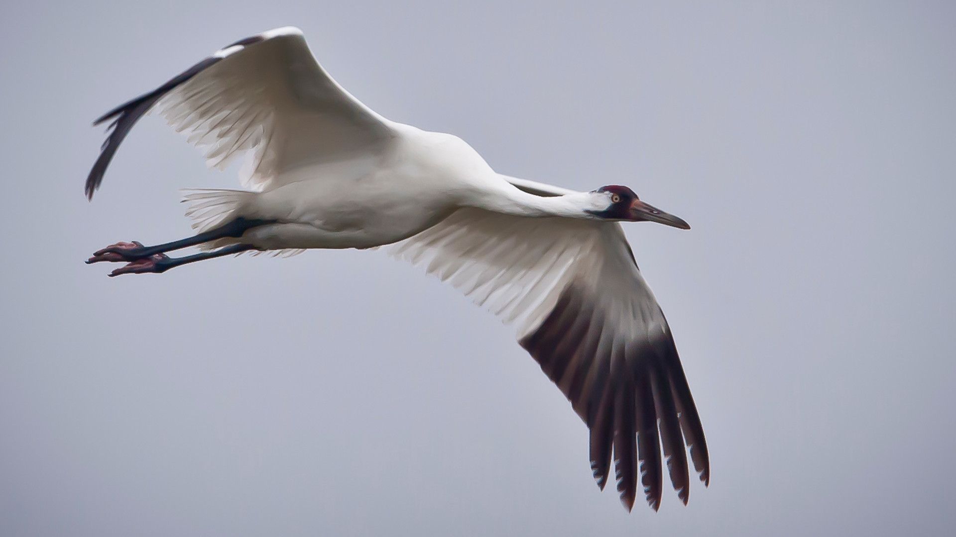 Whooping Crane Pictures Wallpapers