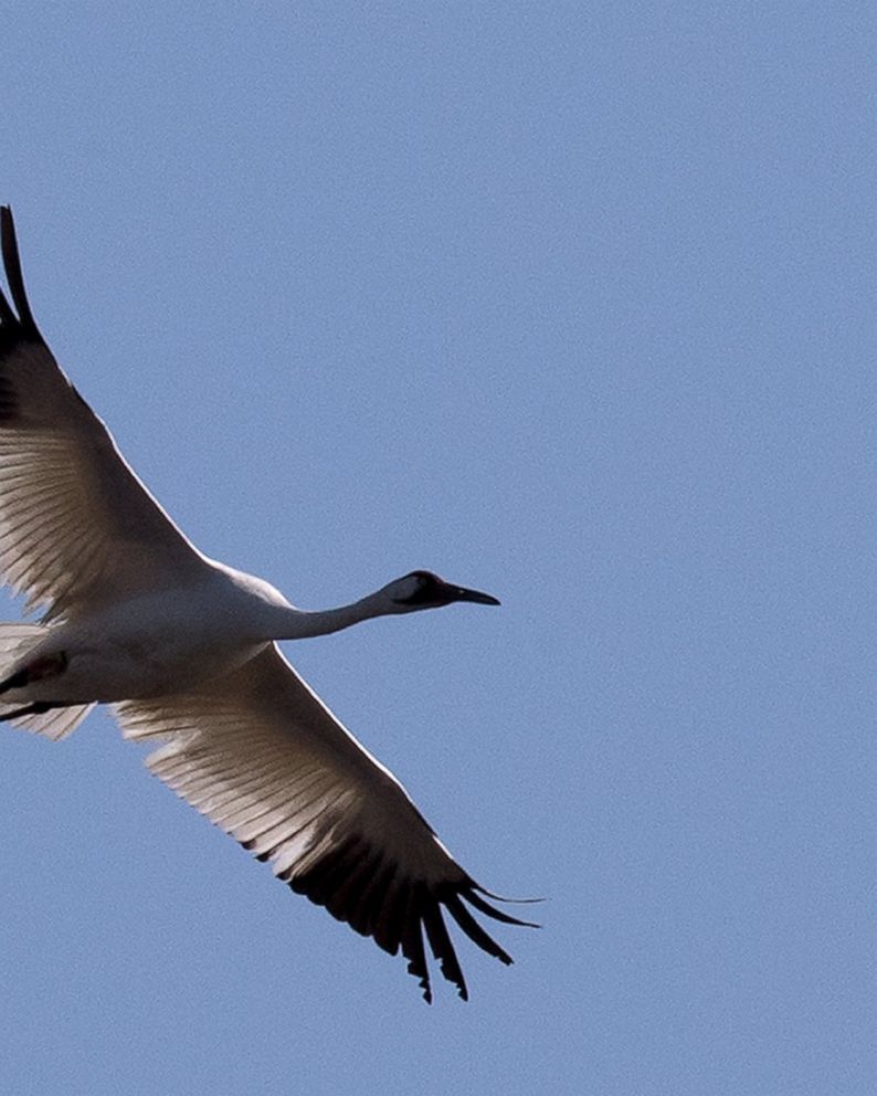 Whooping Crane Pictures Wallpapers