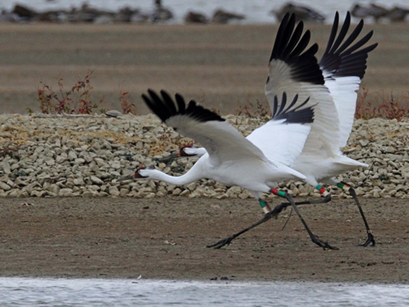 Whooping Crane Pictures Wallpapers