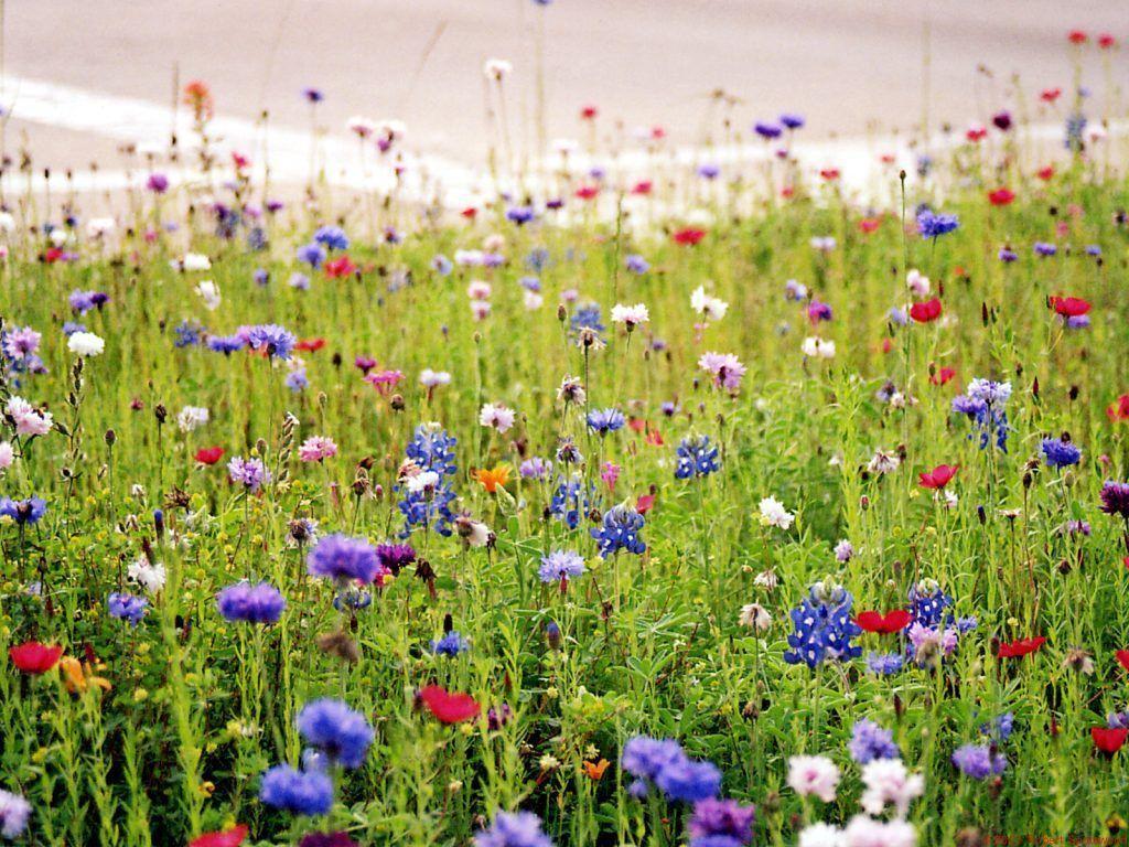 Wildflowers Desktop Wallpapers