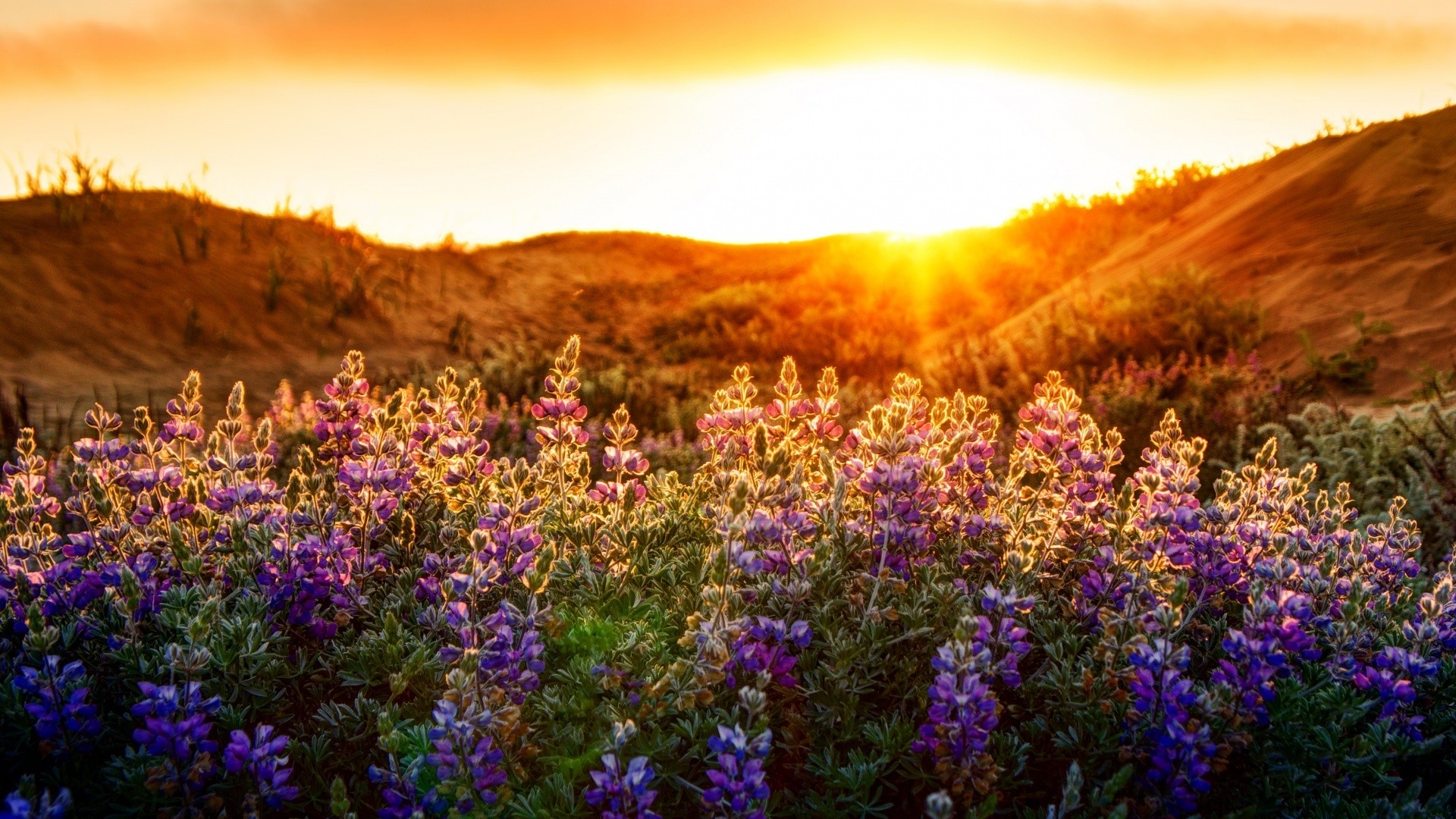 Wildflowers Desktop Wallpapers