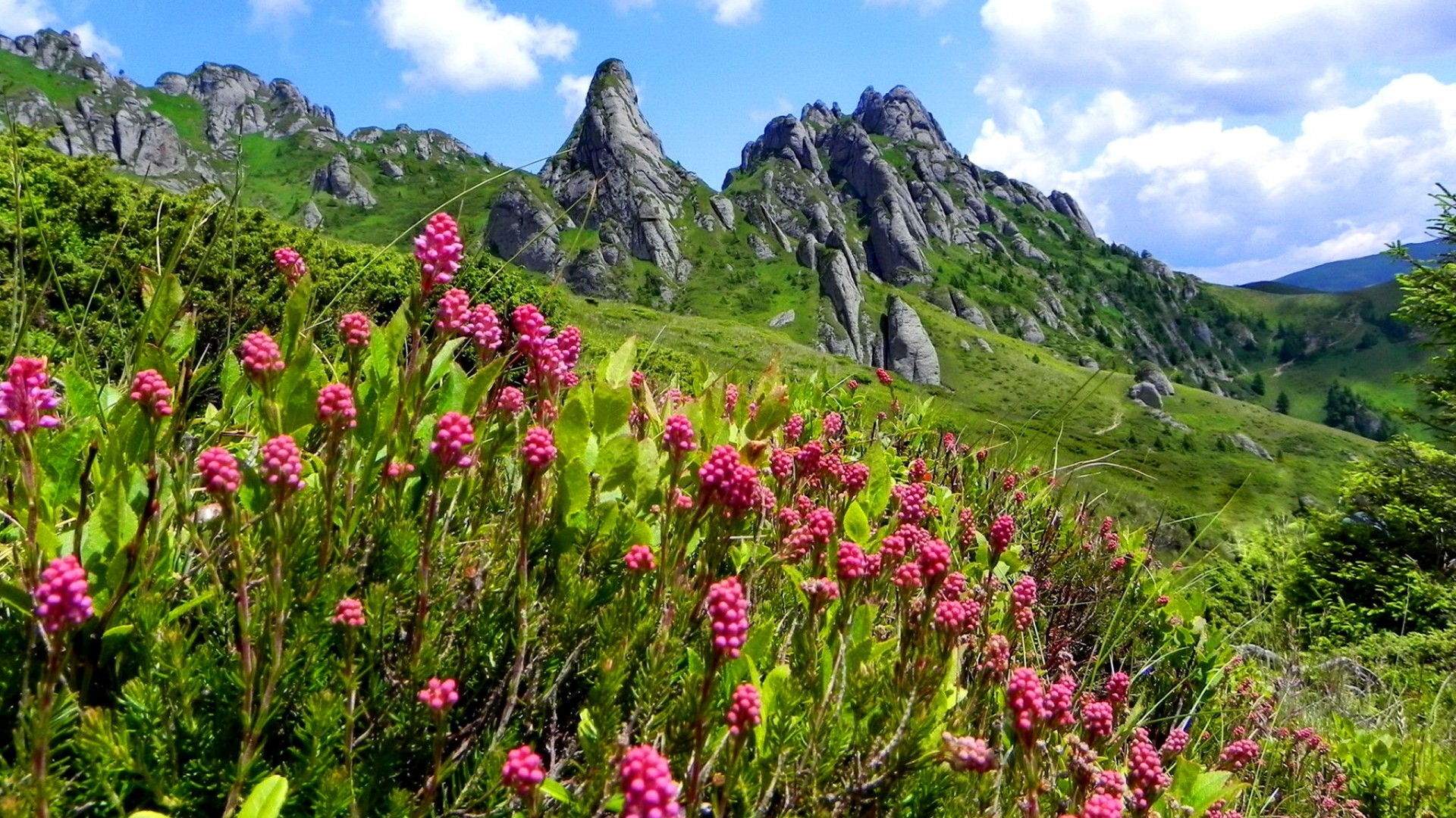 Wildflowers Desktop Wallpapers