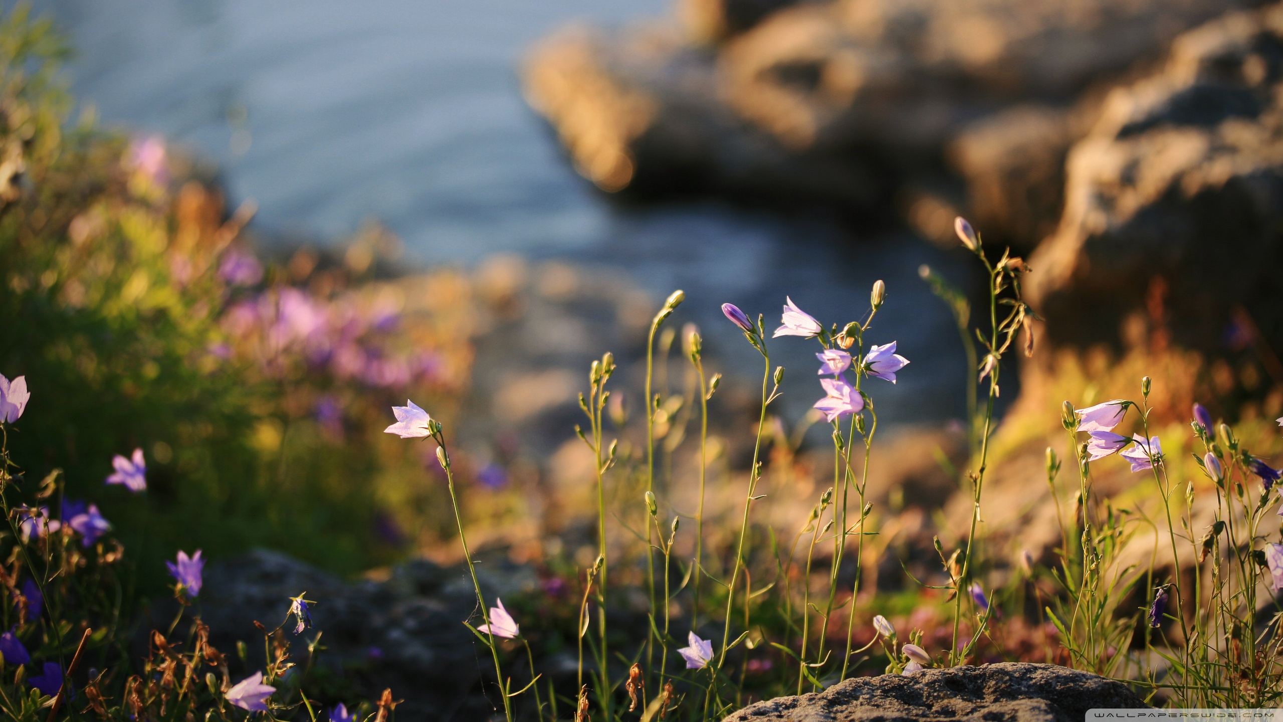 Wildflowers Desktop Wallpapers