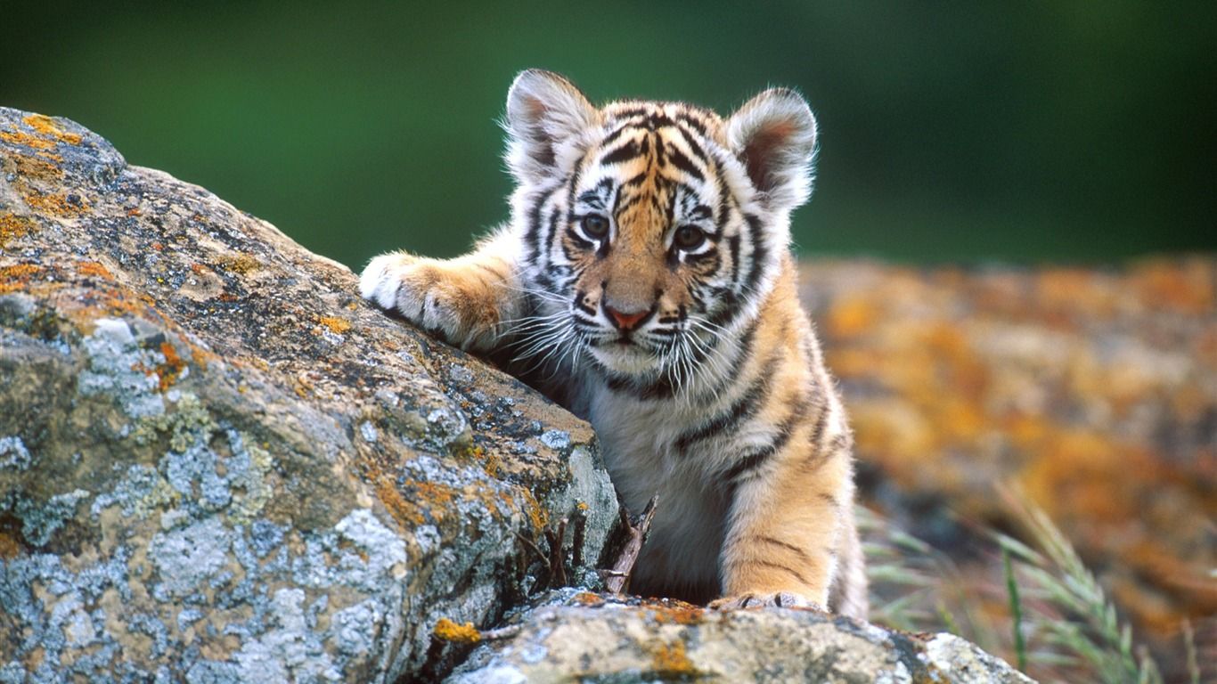 Wildlife Screen Savers Wallpapers