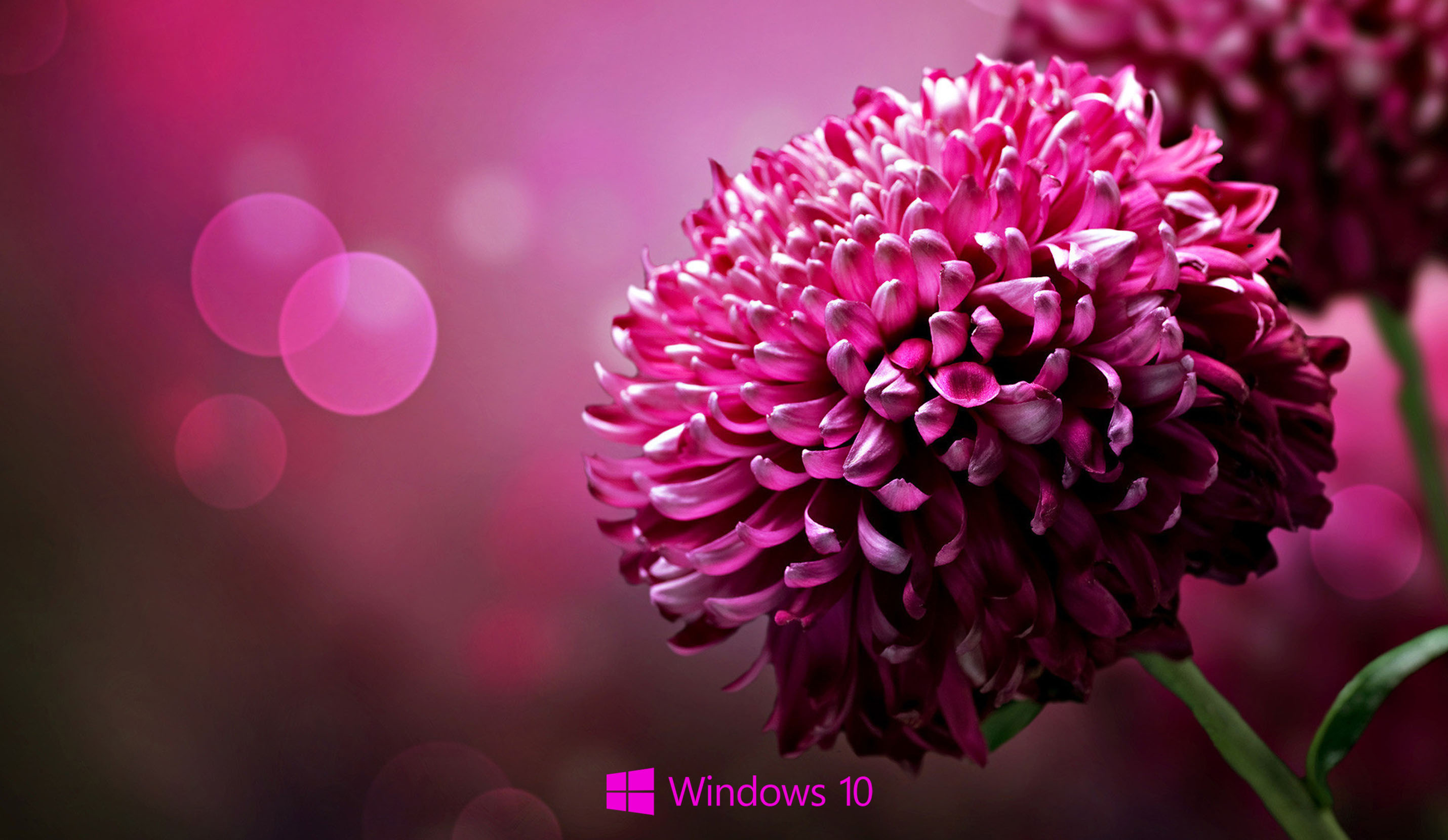 Windows 10 Purple Wallpapers