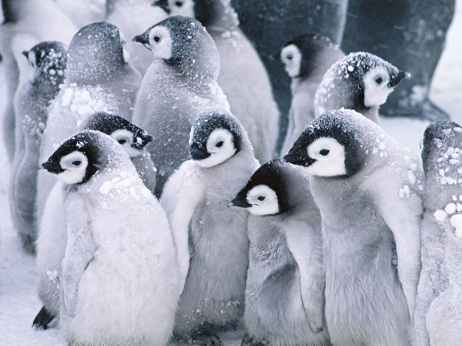 Winter Baby Animals Wallpapers