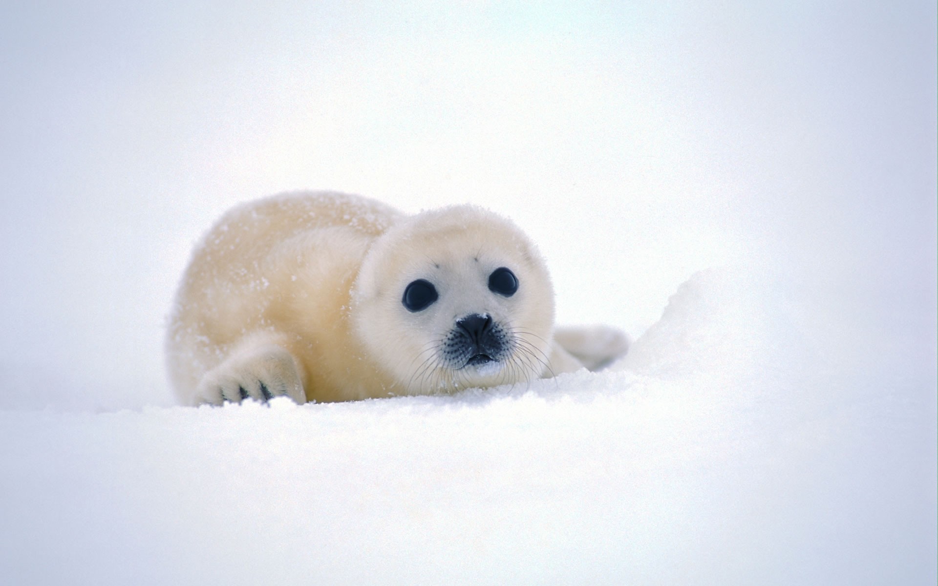 Winter Baby Animals Wallpapers