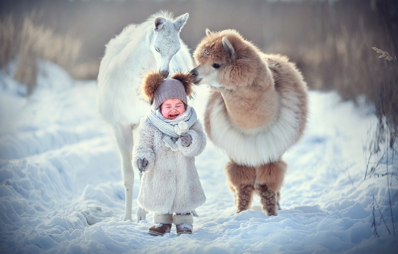 Winter Baby Animals Wallpapers