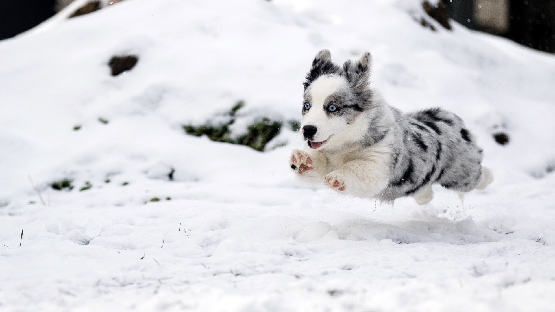 Winter Baby Animals Wallpapers