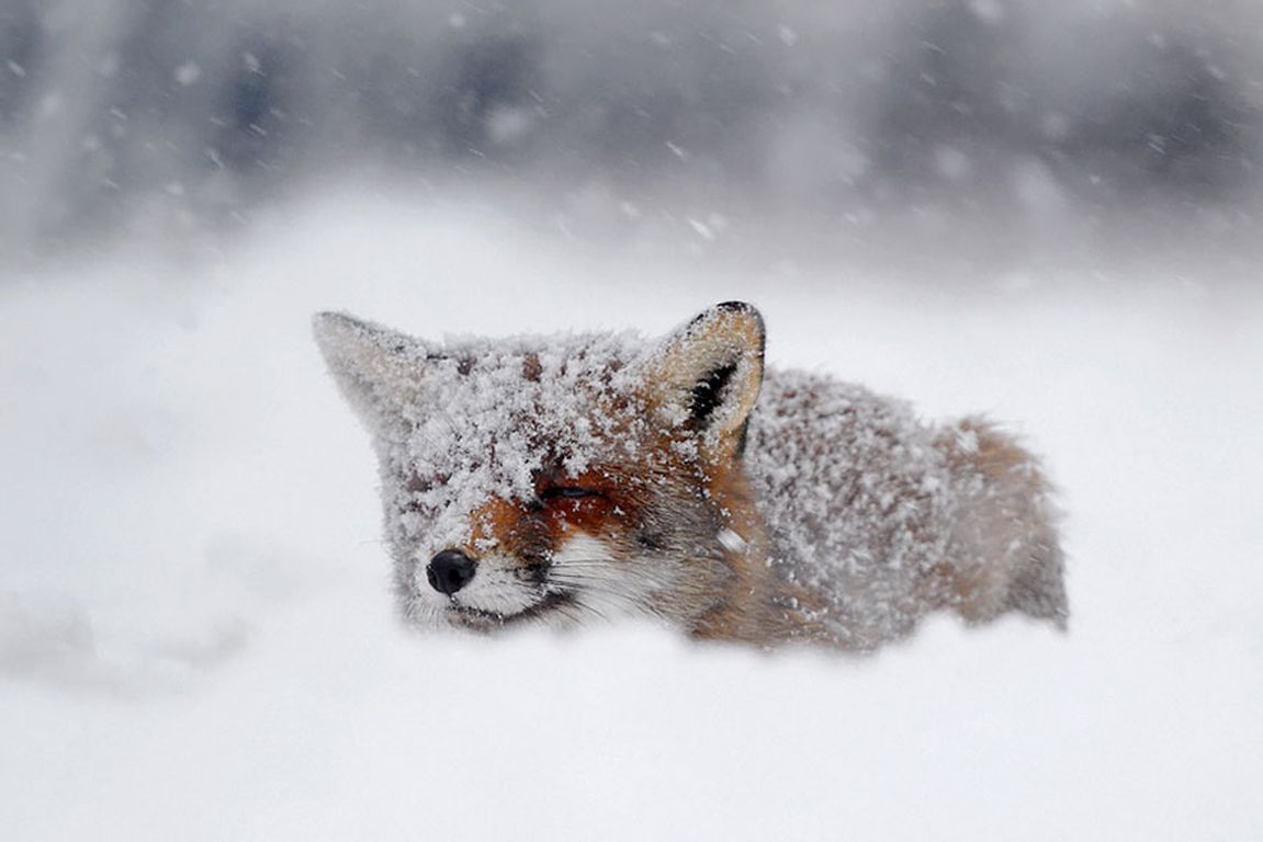 Winter Baby Animals Wallpapers