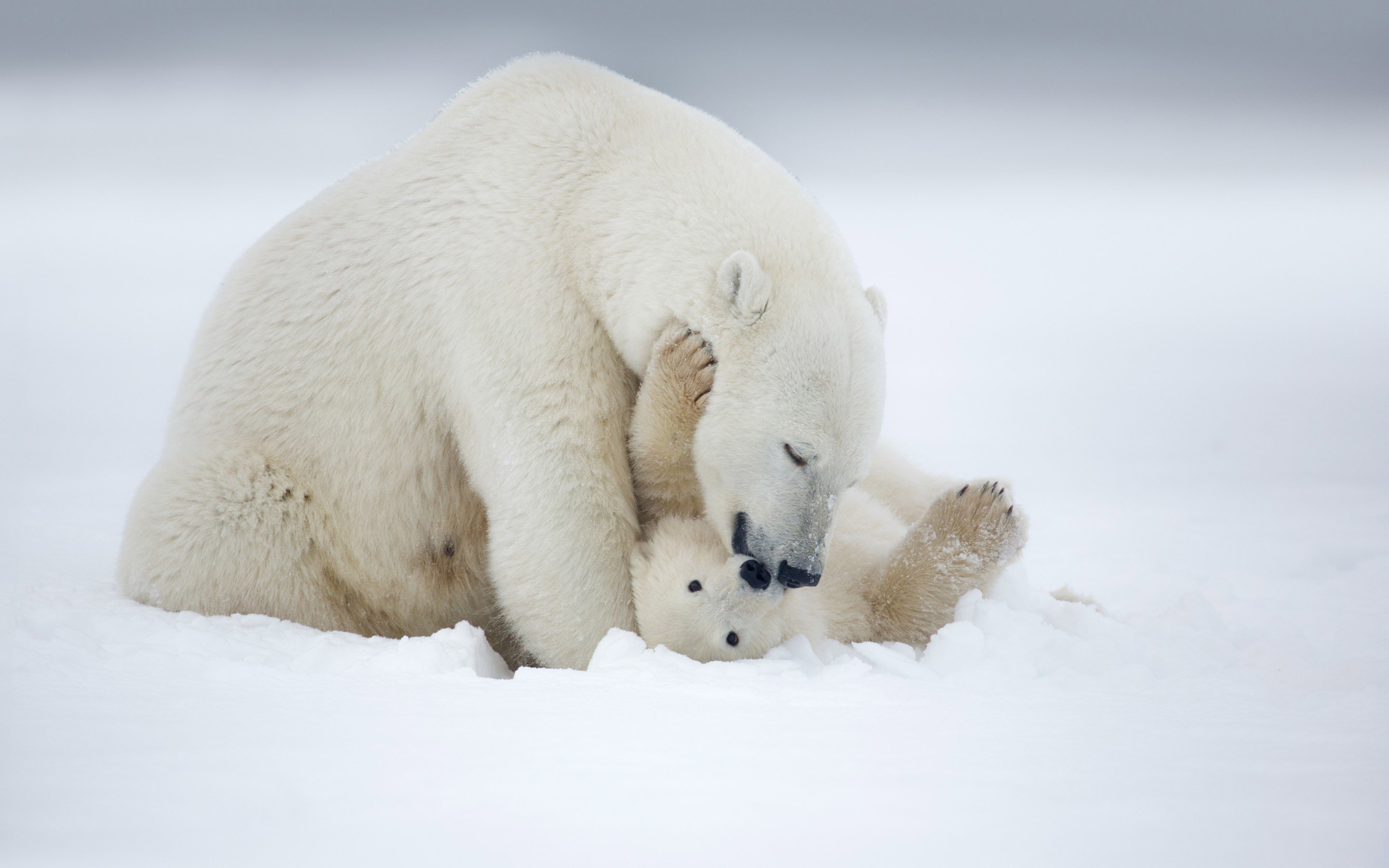 Winter Baby Animals Wallpapers