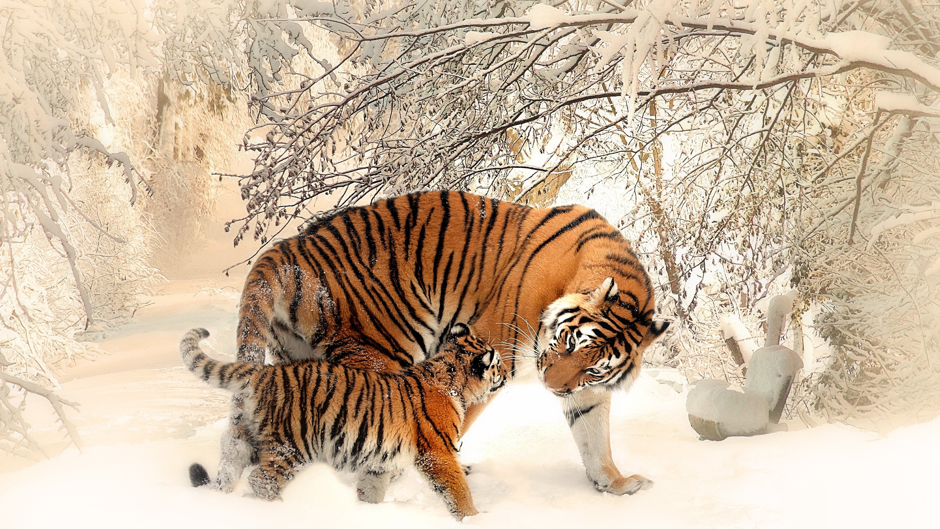 Winter Baby Animals Wallpapers