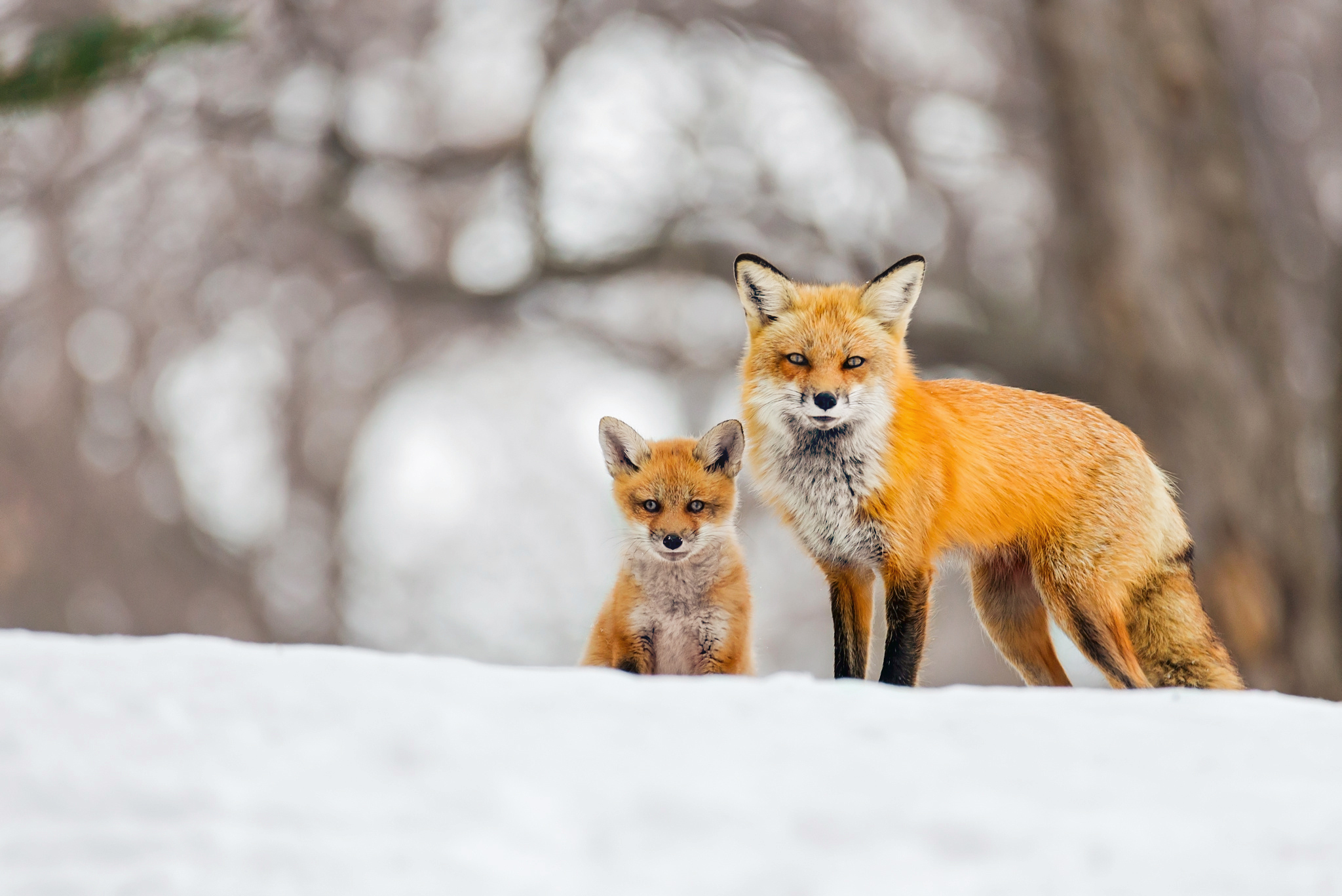 Winter Baby Animals Wallpapers