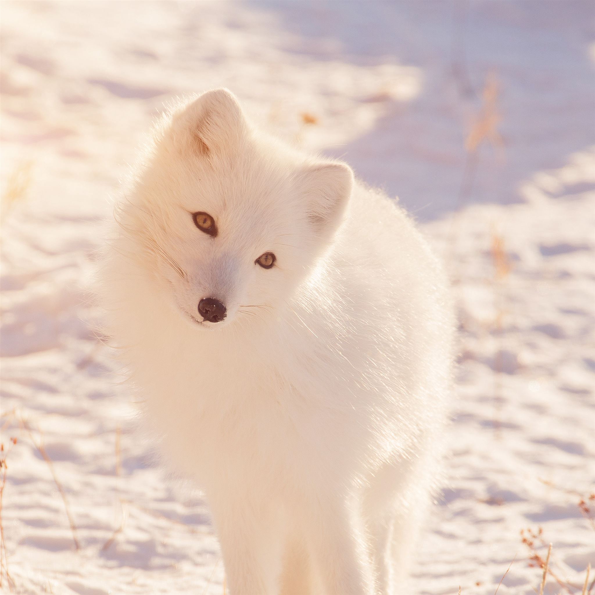 Winter Baby Animals Wallpapers