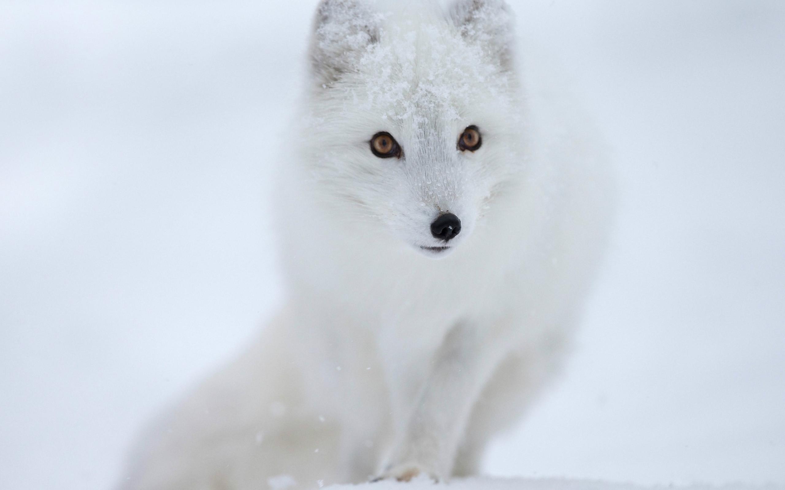 Winter Baby Animals Wallpapers