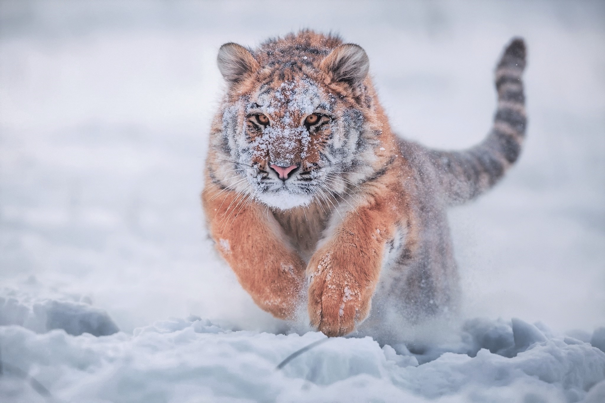 Winter Baby Animals Wallpapers