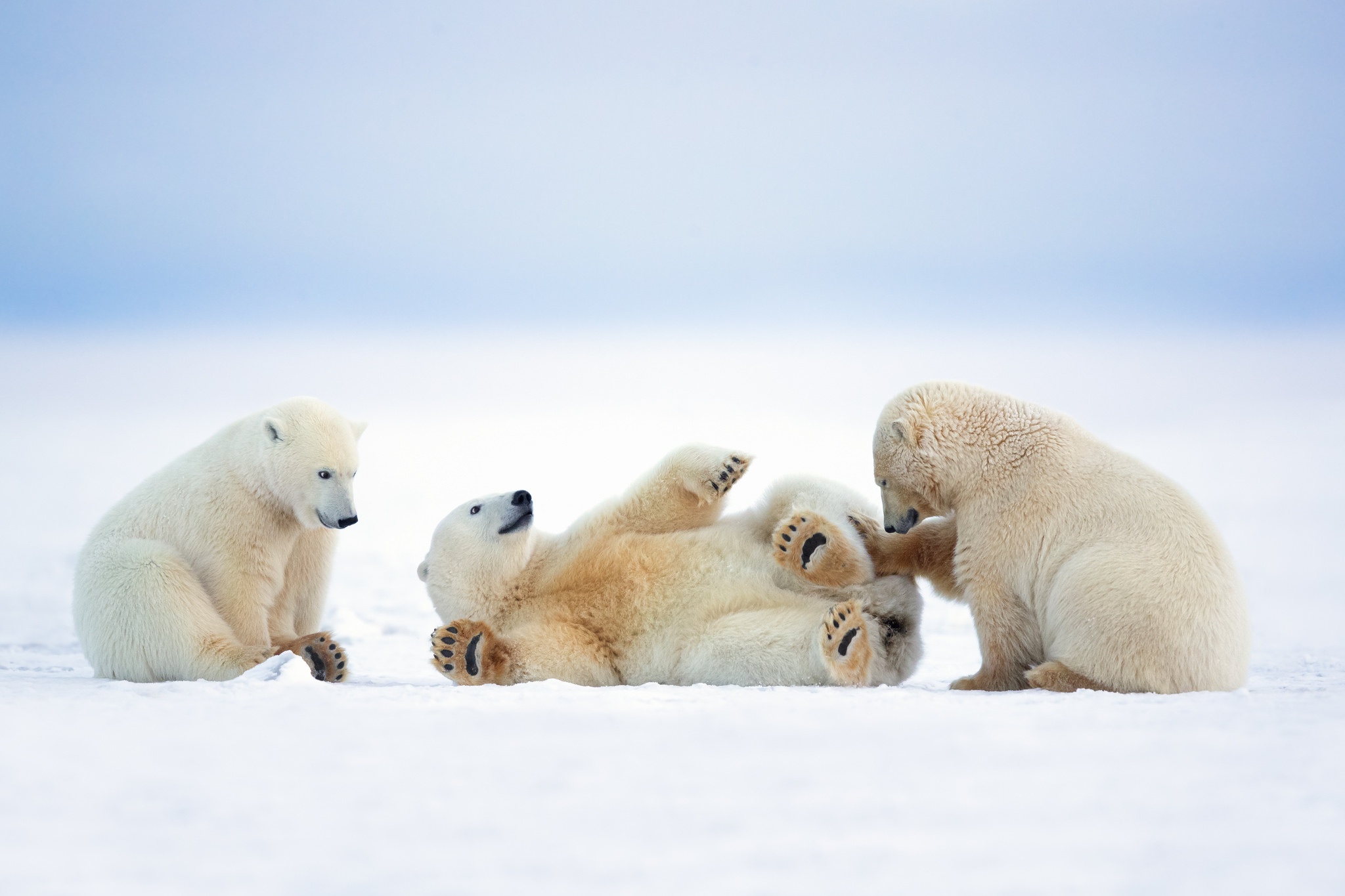 Winter Baby Animals Wallpapers