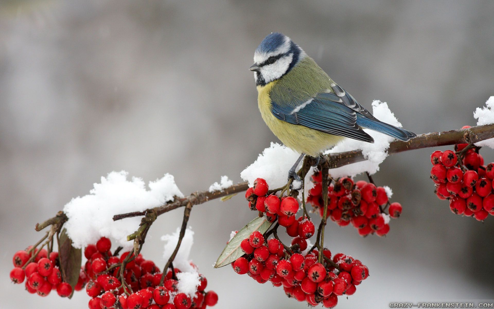 Winter Bird Wallpapers