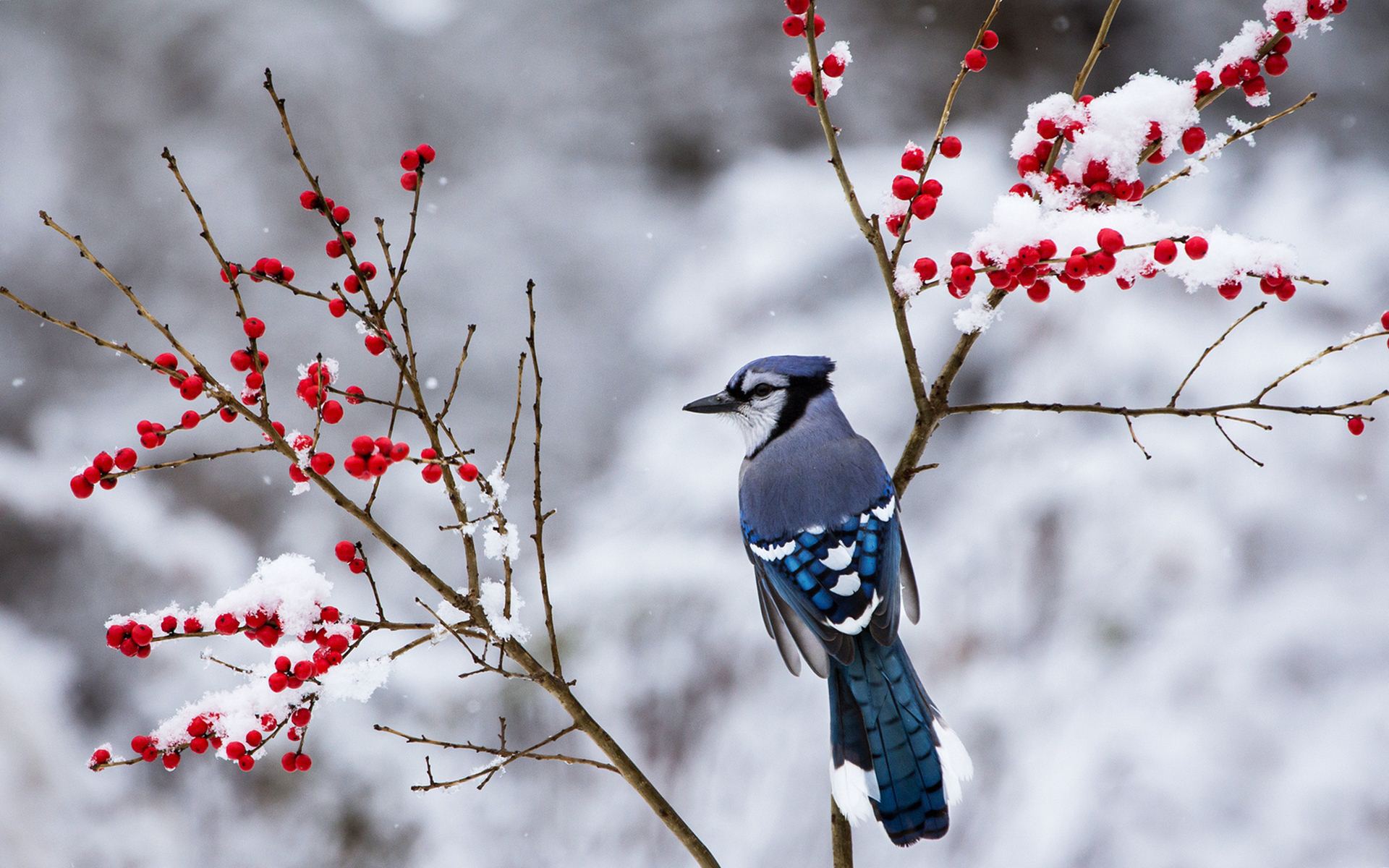 Winter Bird Wallpapers