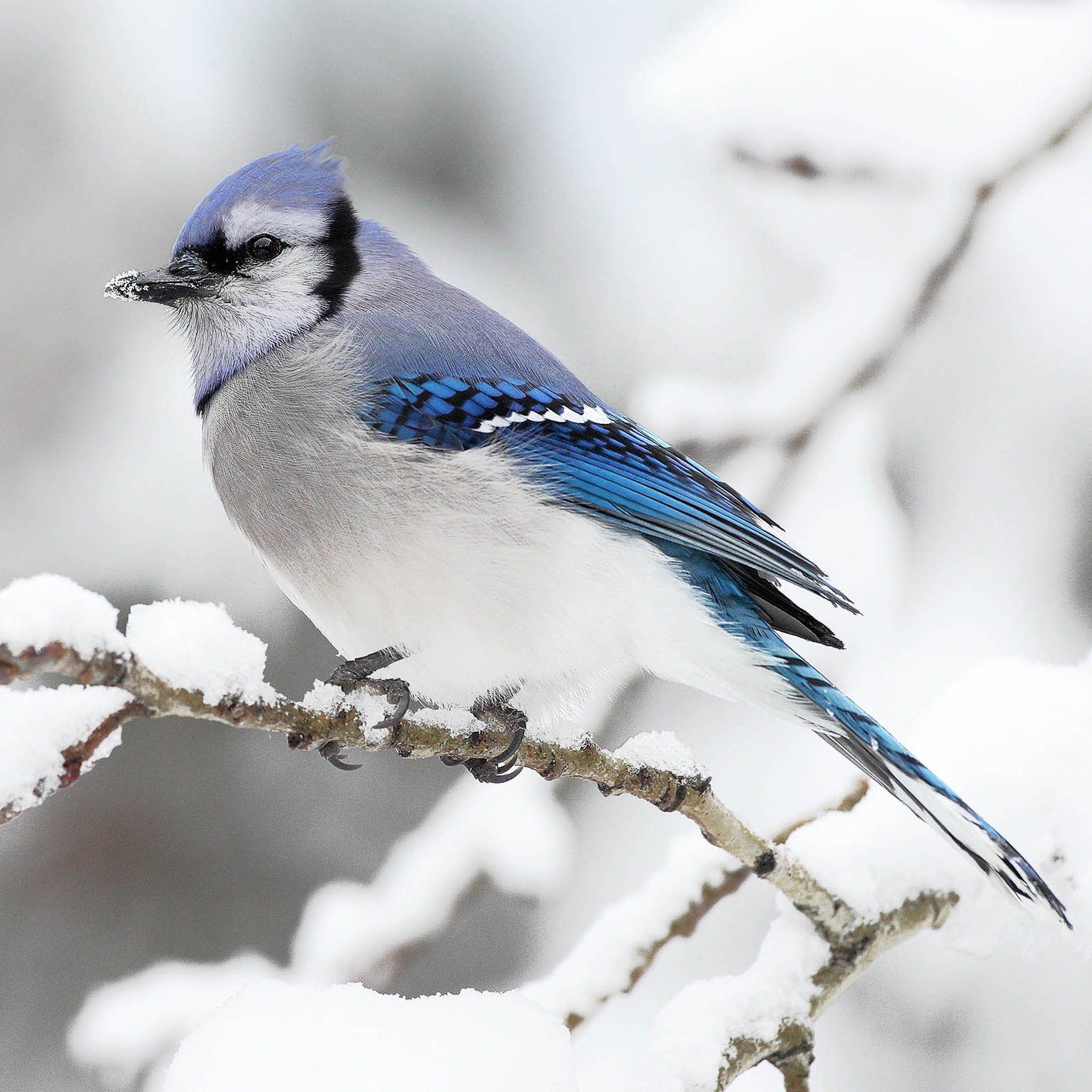 Winter Bird Wallpapers