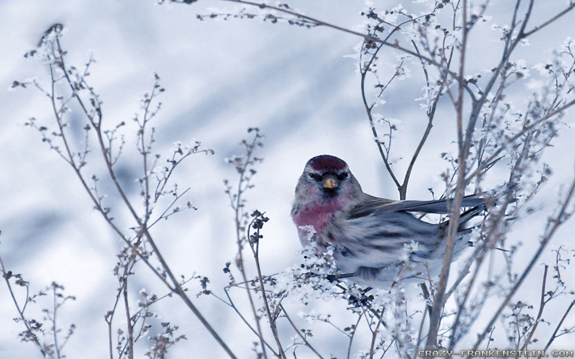 Winter Bird Wallpapers